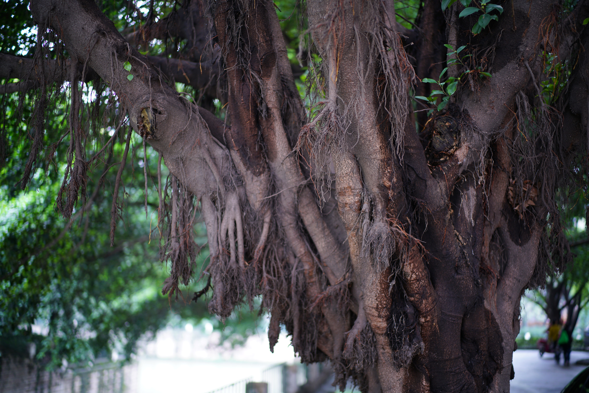 Sony a7R II + Canon EF 40mm F2.8 STM sample photo. Old tree photography