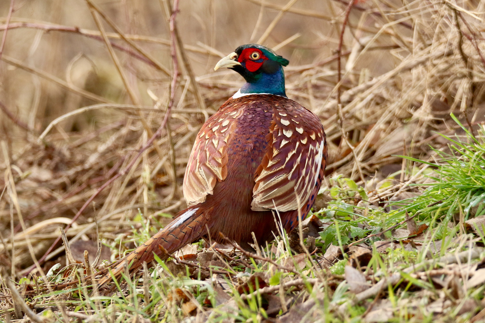 Sigma 150mm f/2.8 EX DG OS HSM APO Macro sample photo. Male pheasant,photo taken nearby the diefdijk. photography