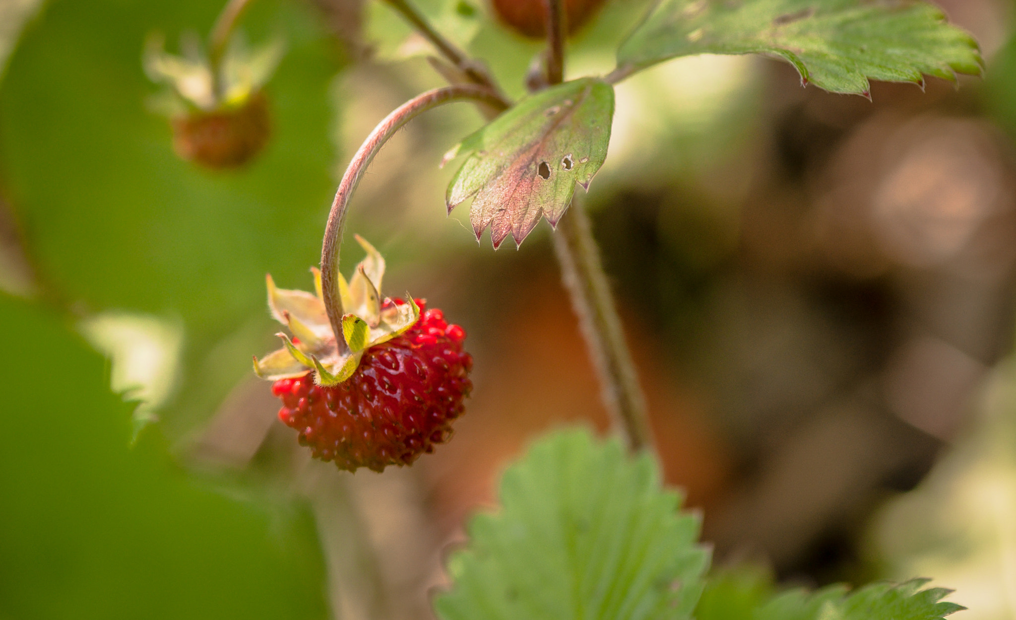 Nikon AF-S Micro-Nikkor 105mm F2.8G IF-ED VR sample photo. The long-awaited fragrance photography