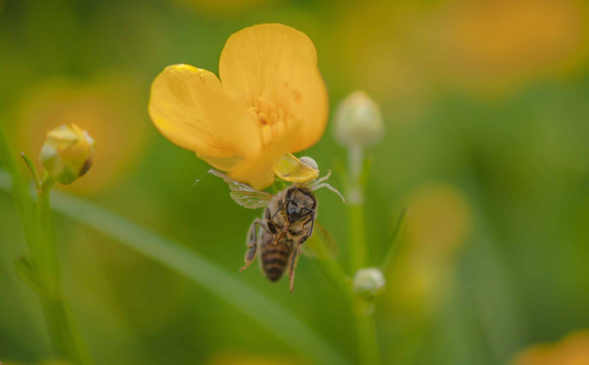 Nikon AF-S Micro-Nikkor 105mm F2.8G IF-ED VR sample photo. Feast white spider. Бенкет білого павука. photography