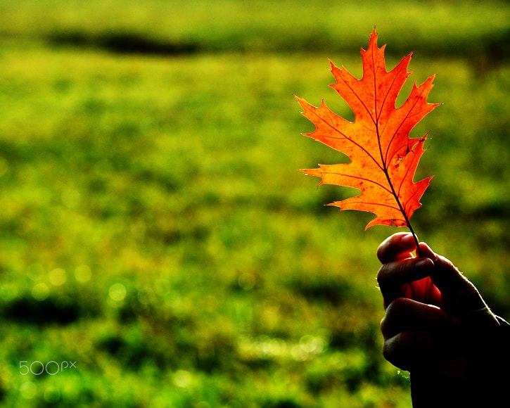 Nikon D40 sample photo. Autumn memory photography