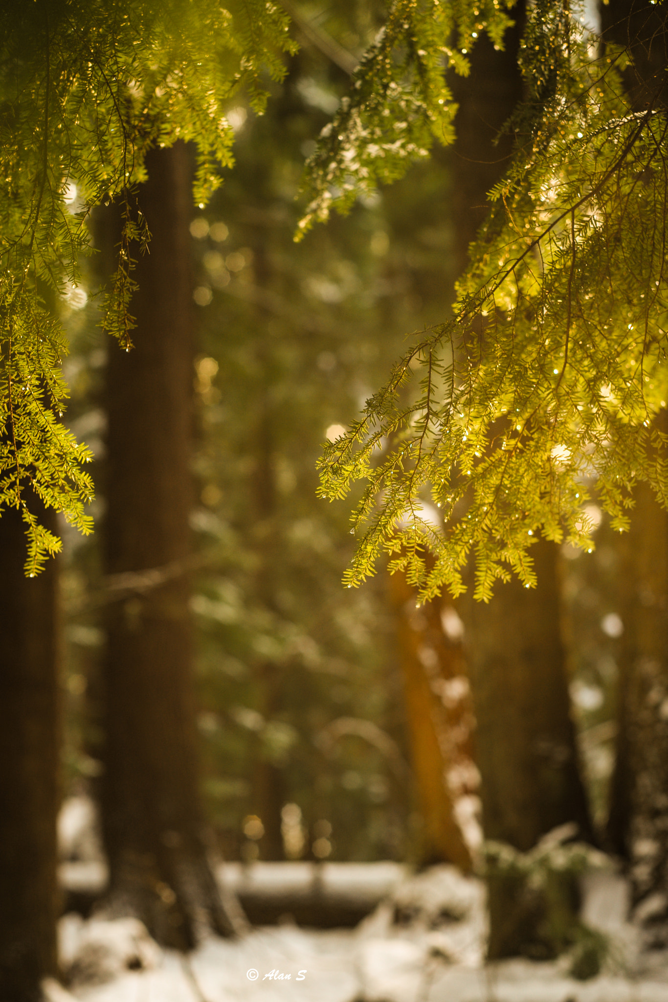 Leica APO-Summicron-M 75mm F2 ASPH sample photo. Sunset forest photography