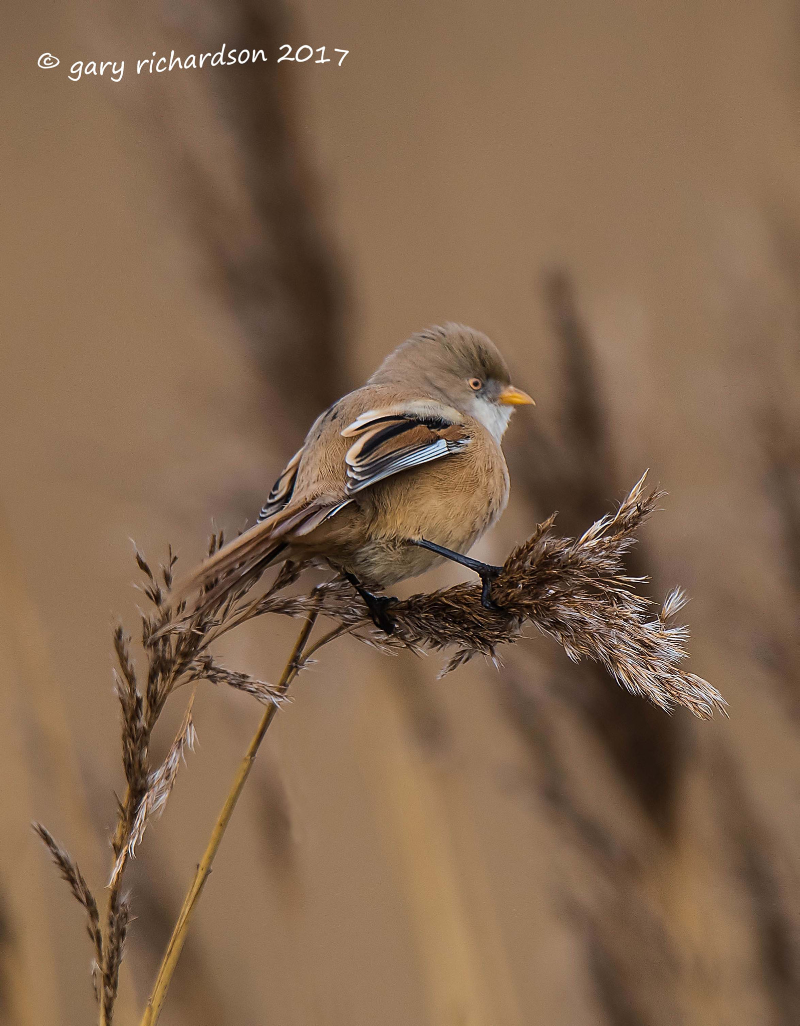 Nikon D810 sample photo. Bearded tit photography