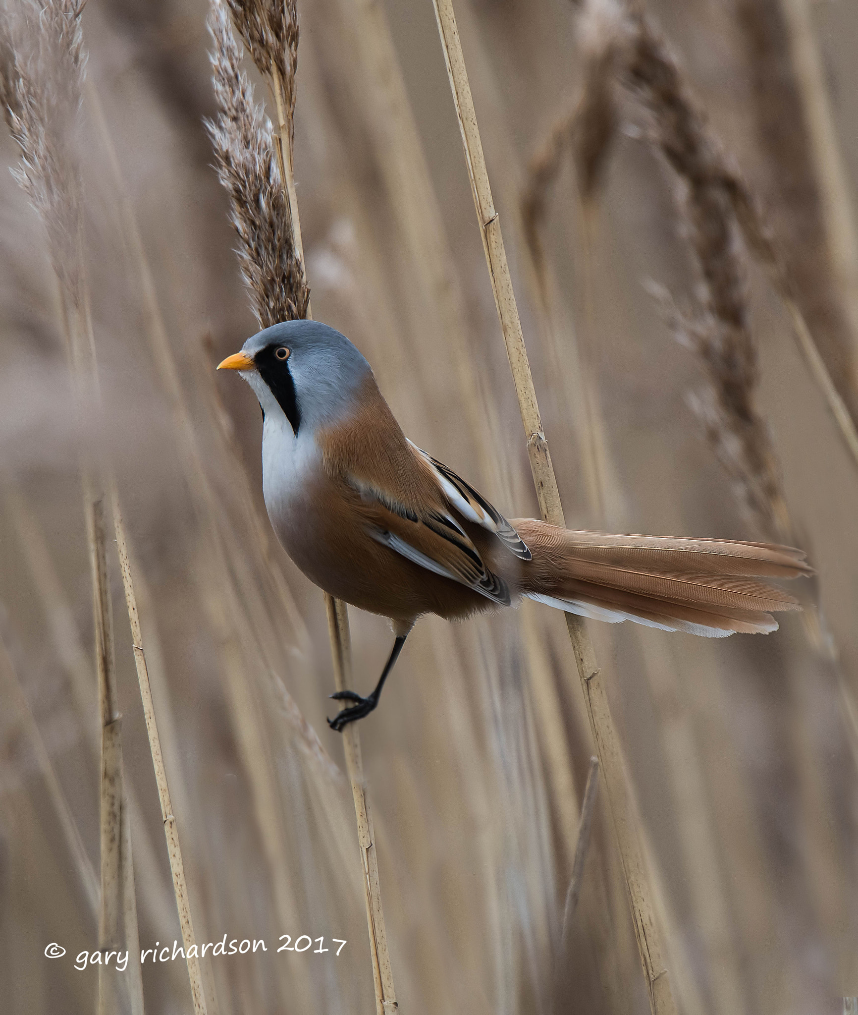 Nikon D810 sample photo. Bearded tit photography