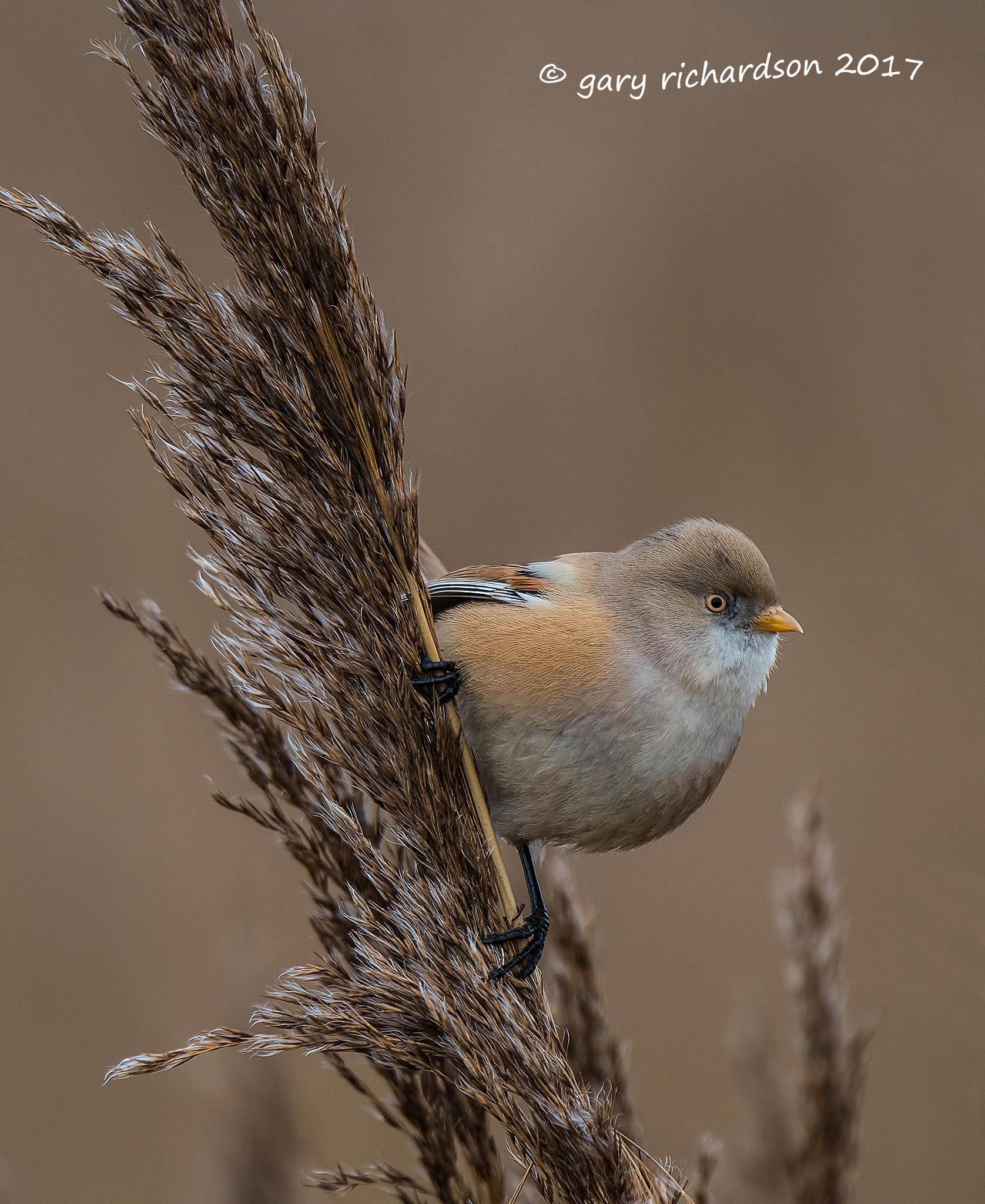 Nikon D810 + Nikon AF-S Nikkor 500mm F4G ED VR sample photo. Bearded tit photography