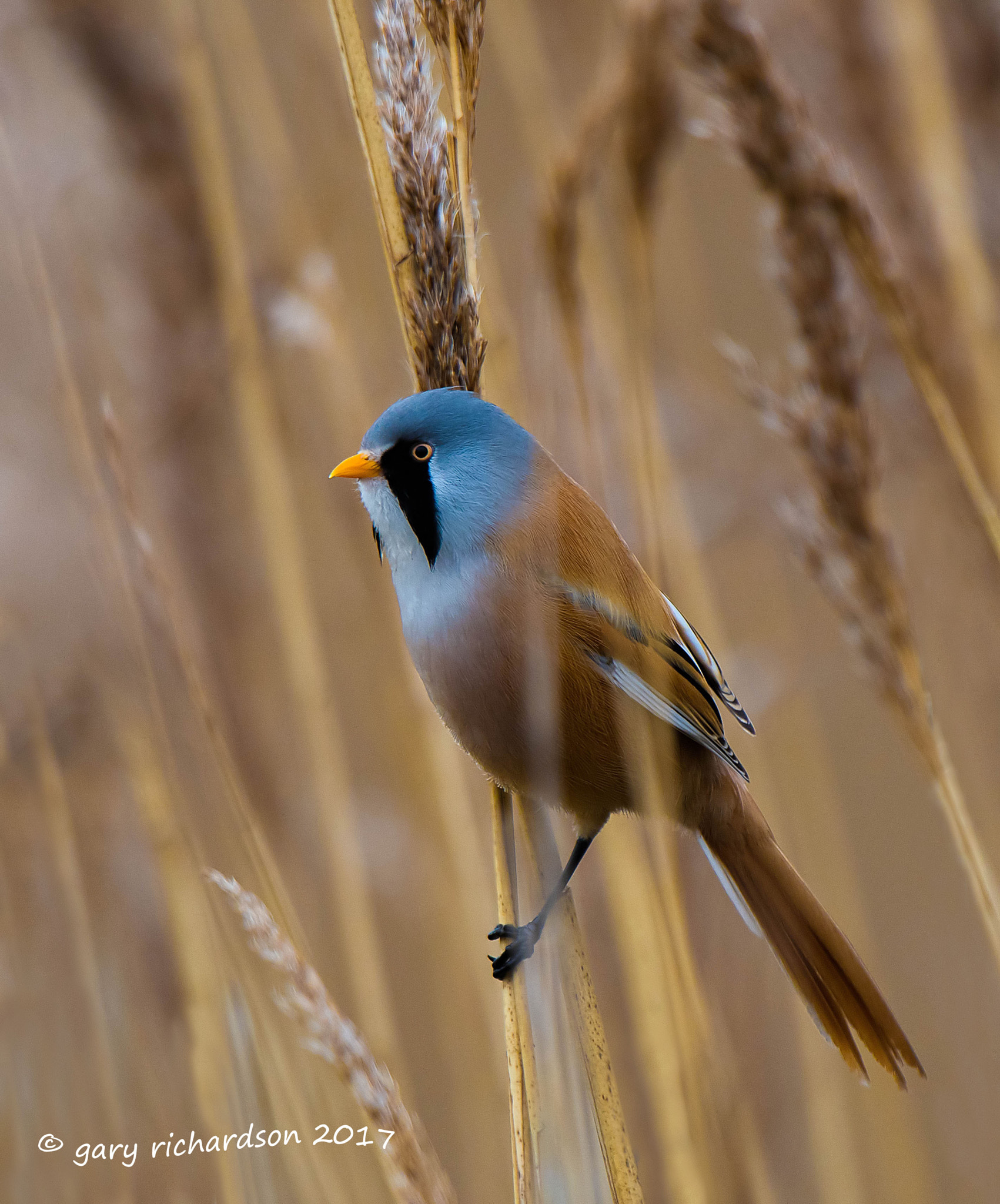 Nikon D810 + Nikon AF-S Nikkor 500mm F4G ED VR sample photo. Bearded tit photography