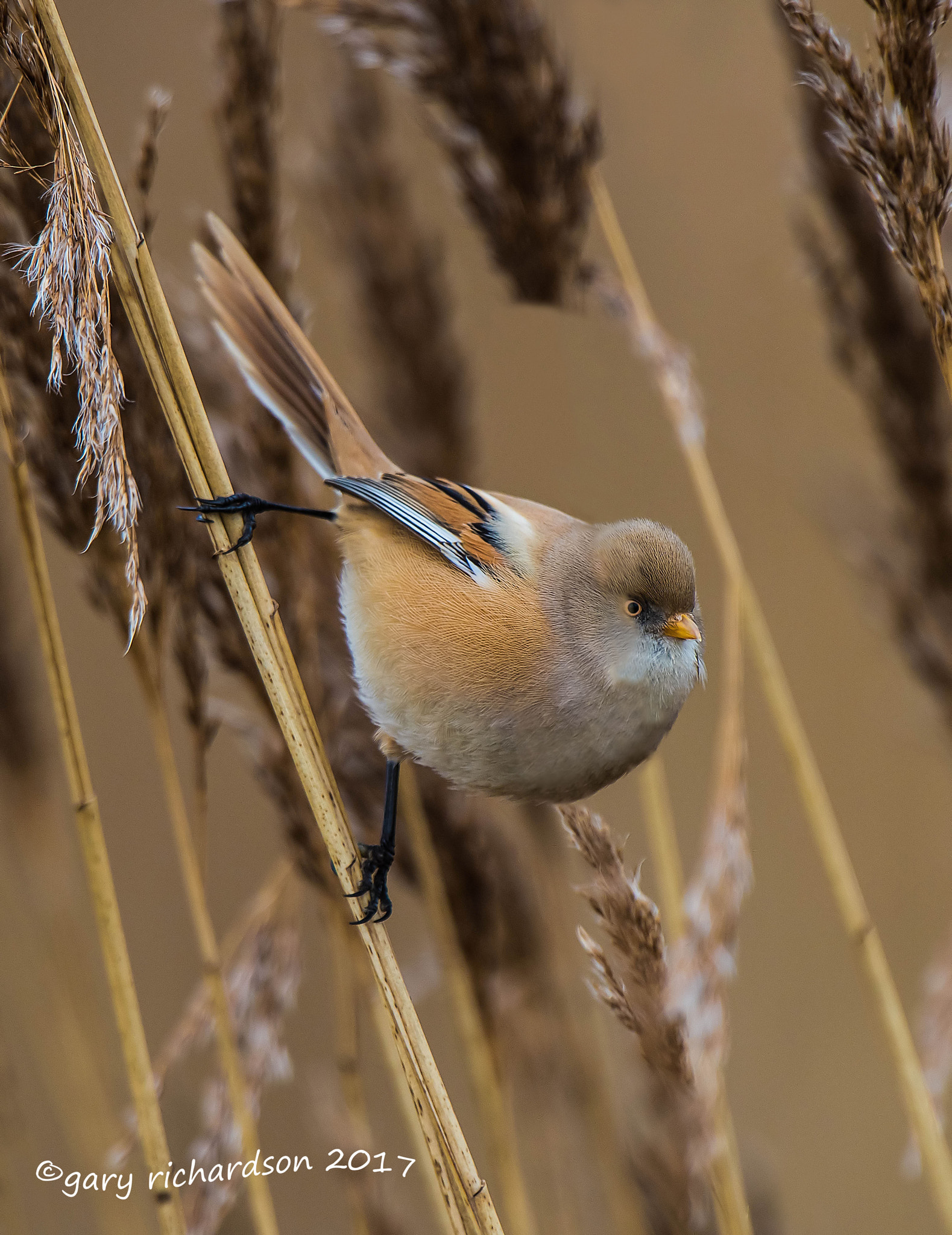 Nikon D810 sample photo. Bearded tit photography