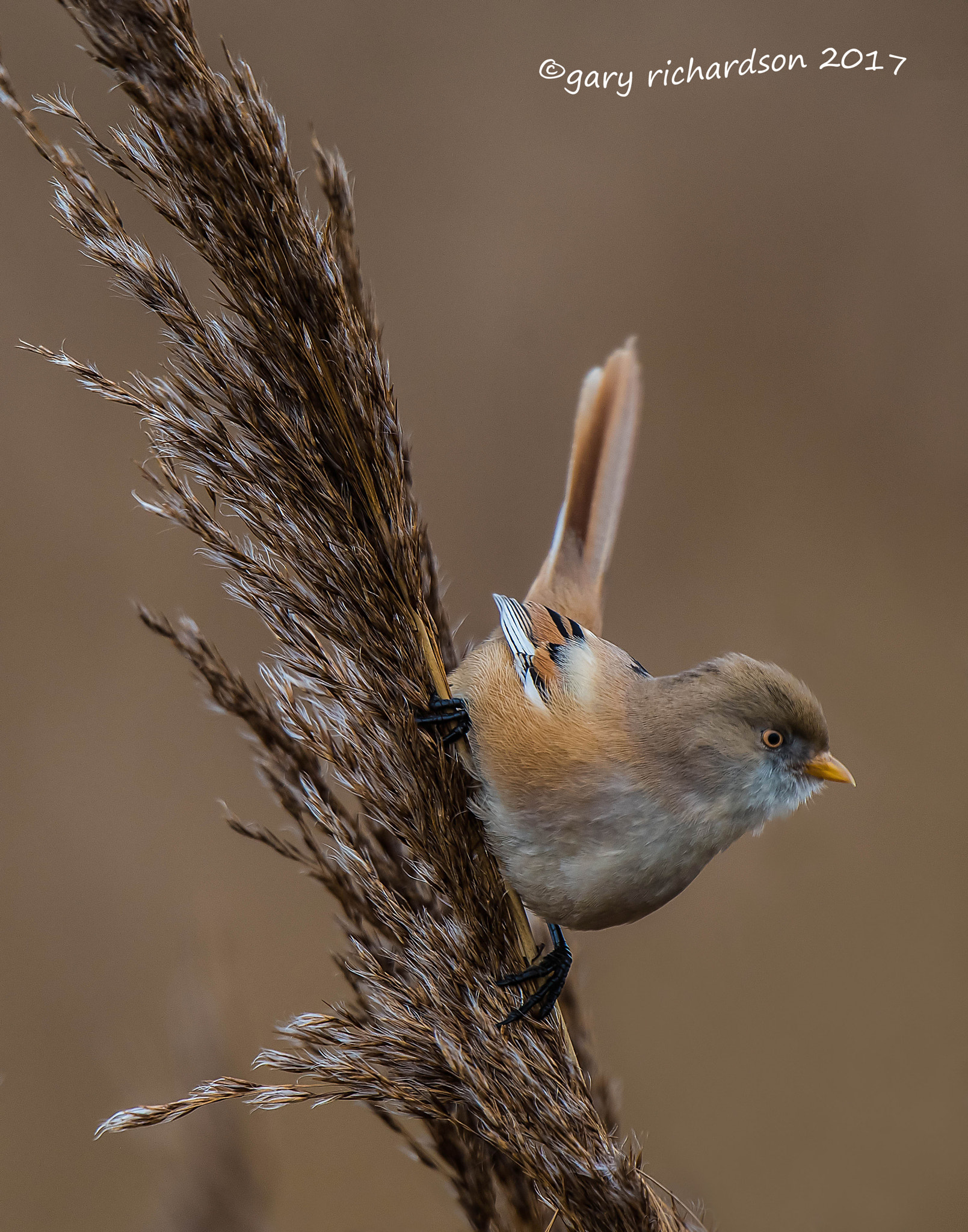 Nikon D810 + Nikon AF-S Nikkor 500mm F4G ED VR sample photo. Bearded tit photography