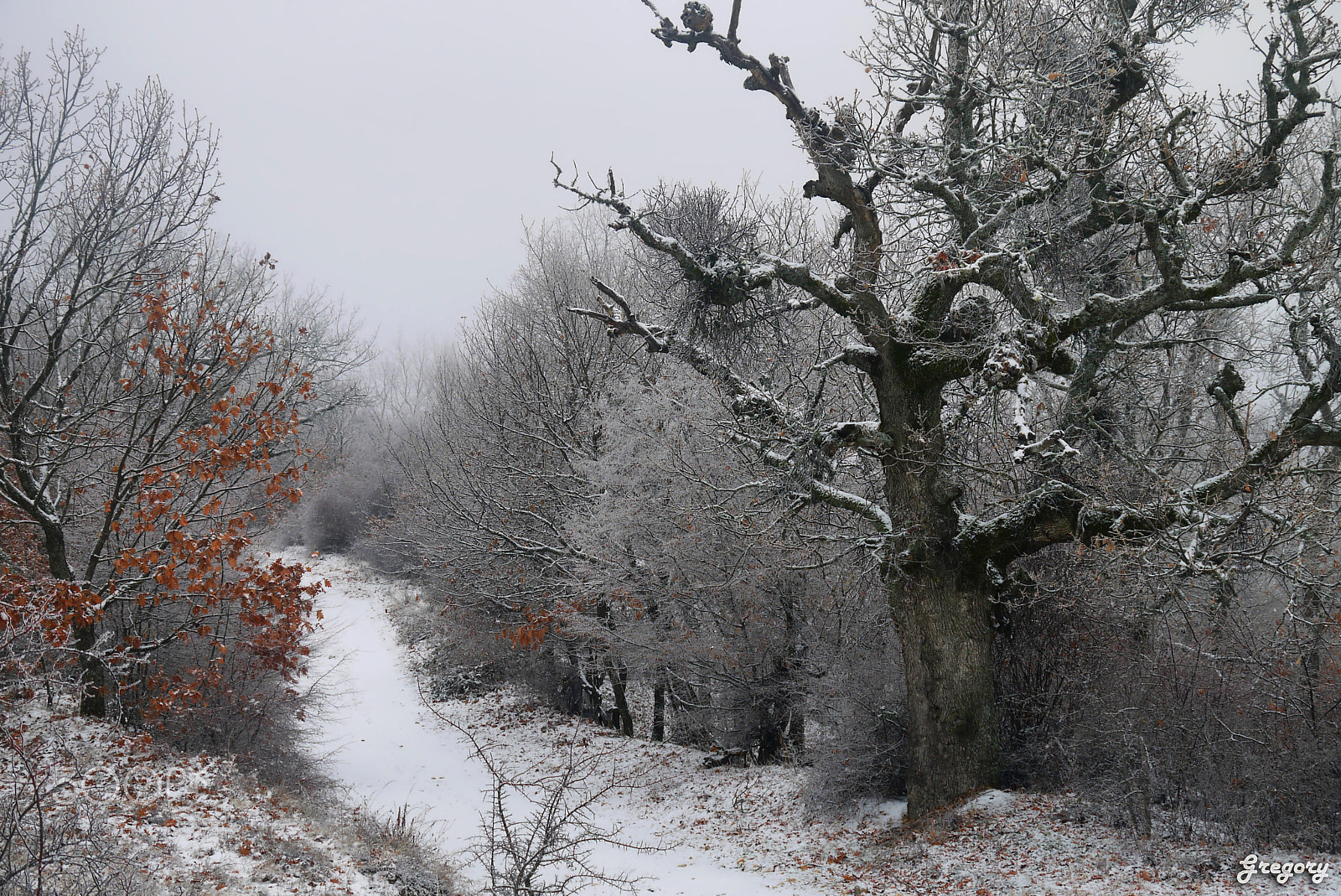 Panasonic Lumix DMC-G10 sample photo. Winter walk through the woods of vertiskos photography