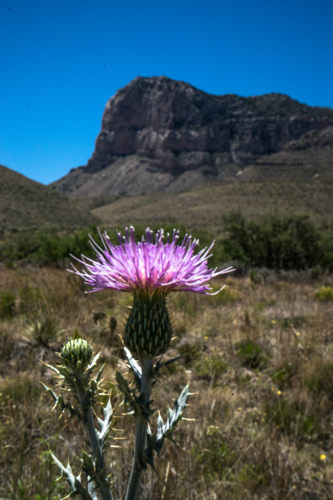 Sony a7R sample photo. Beauty in all shapes and sizes photography