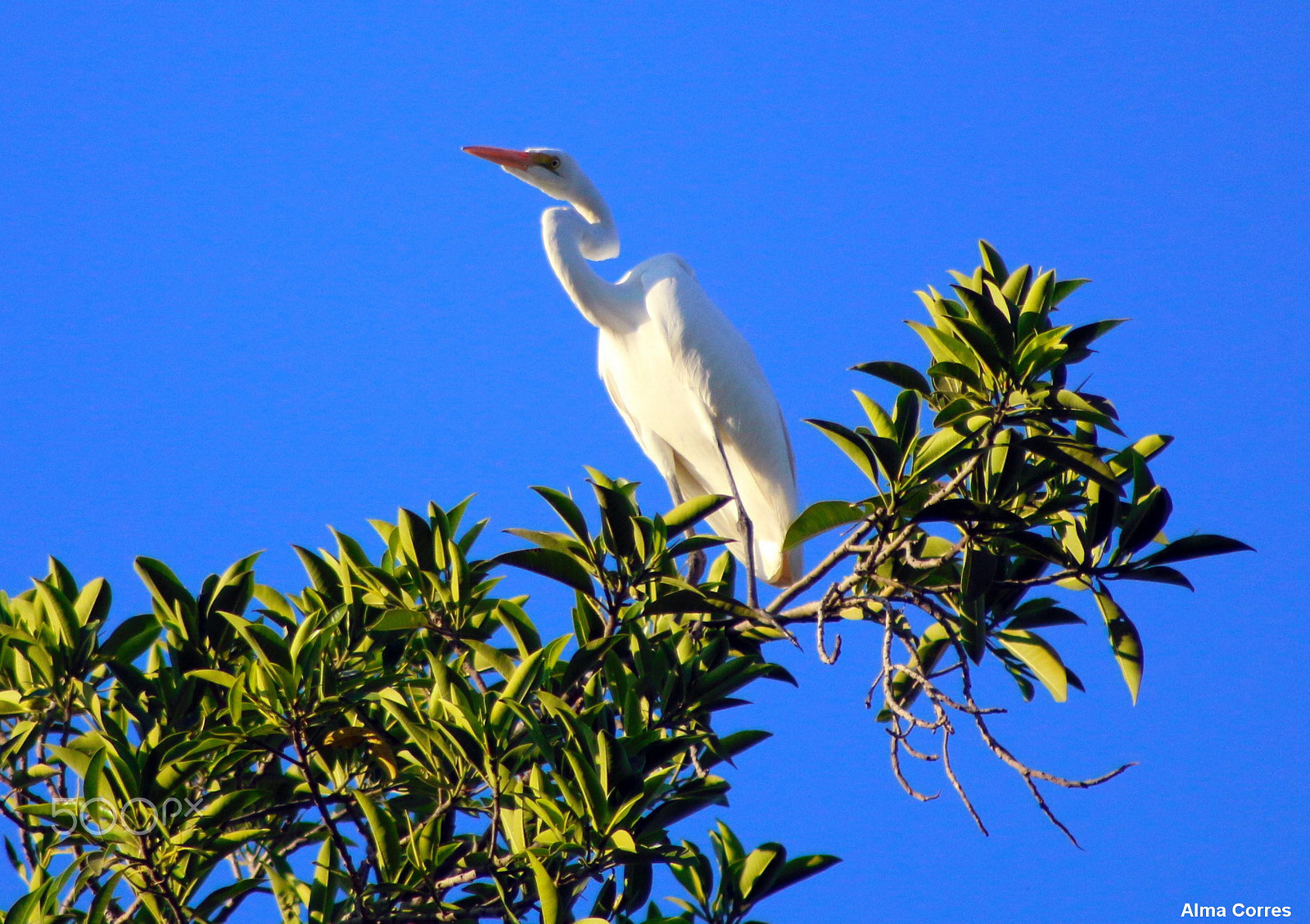 Canon EF 75-300mm f/4-5.6 USM sample photo. One great egret photography