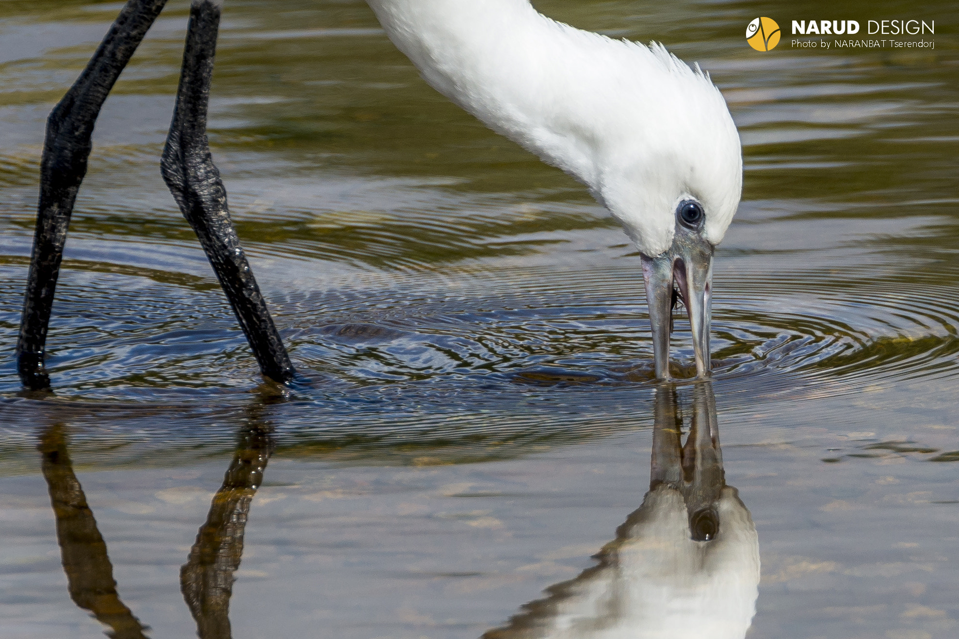 AF-S Zoom-Nikkor 80-200mm f/2.8D IF-ED sample photo. Spoonbill photography