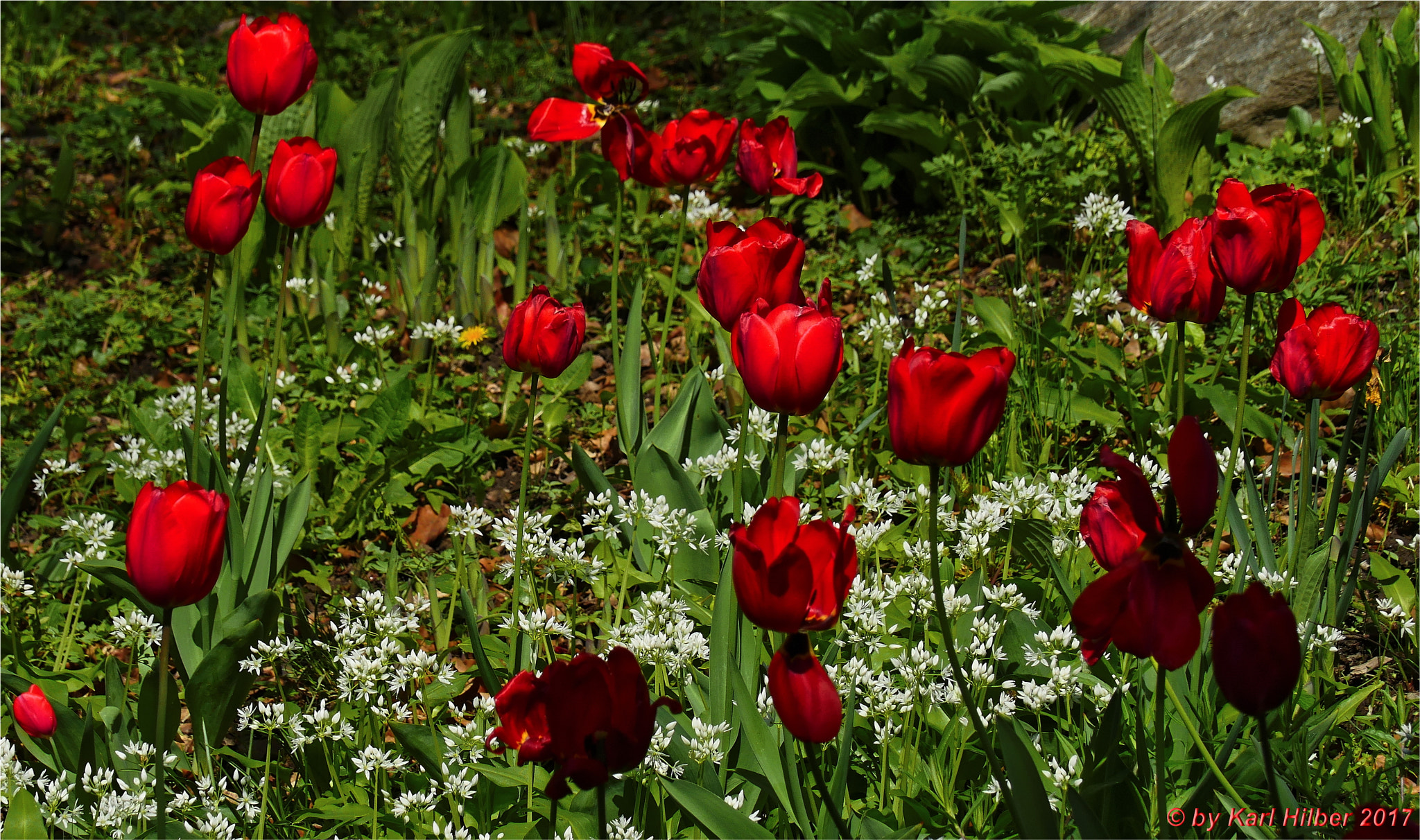 Panasonic Lumix DMC-GX8 sample photo. Die ersten tulpen aus innsbruck, dxo photography