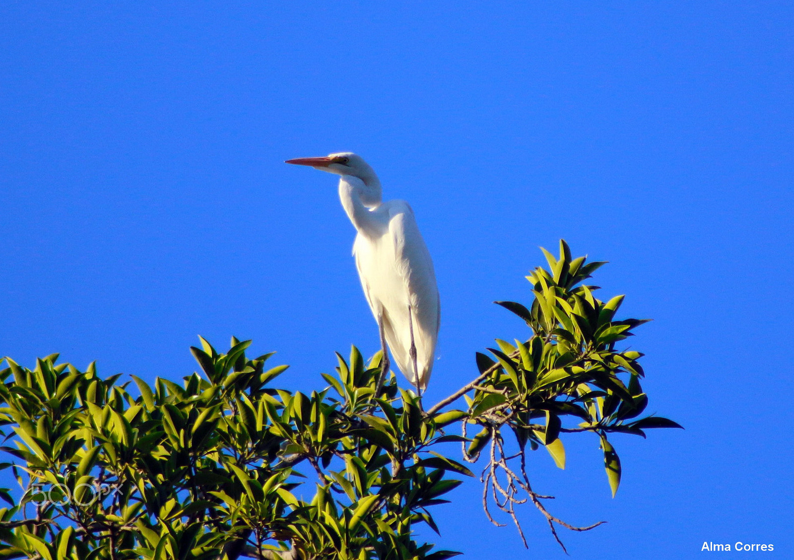 Canon EF 75-300mm f/4-5.6 USM sample photo. One great egret photography