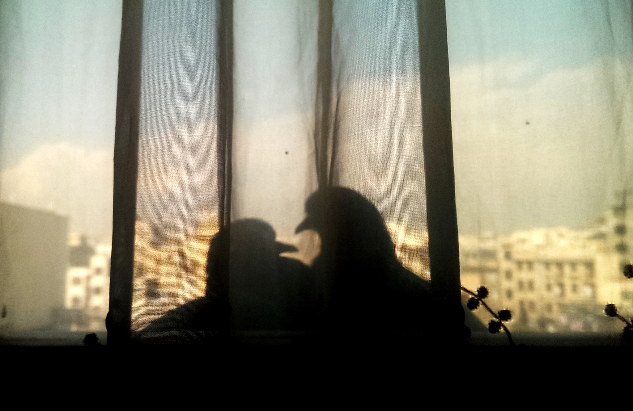 HTC ONE GOOGLE PLAY EDITION sample photo. Pigeons love photography