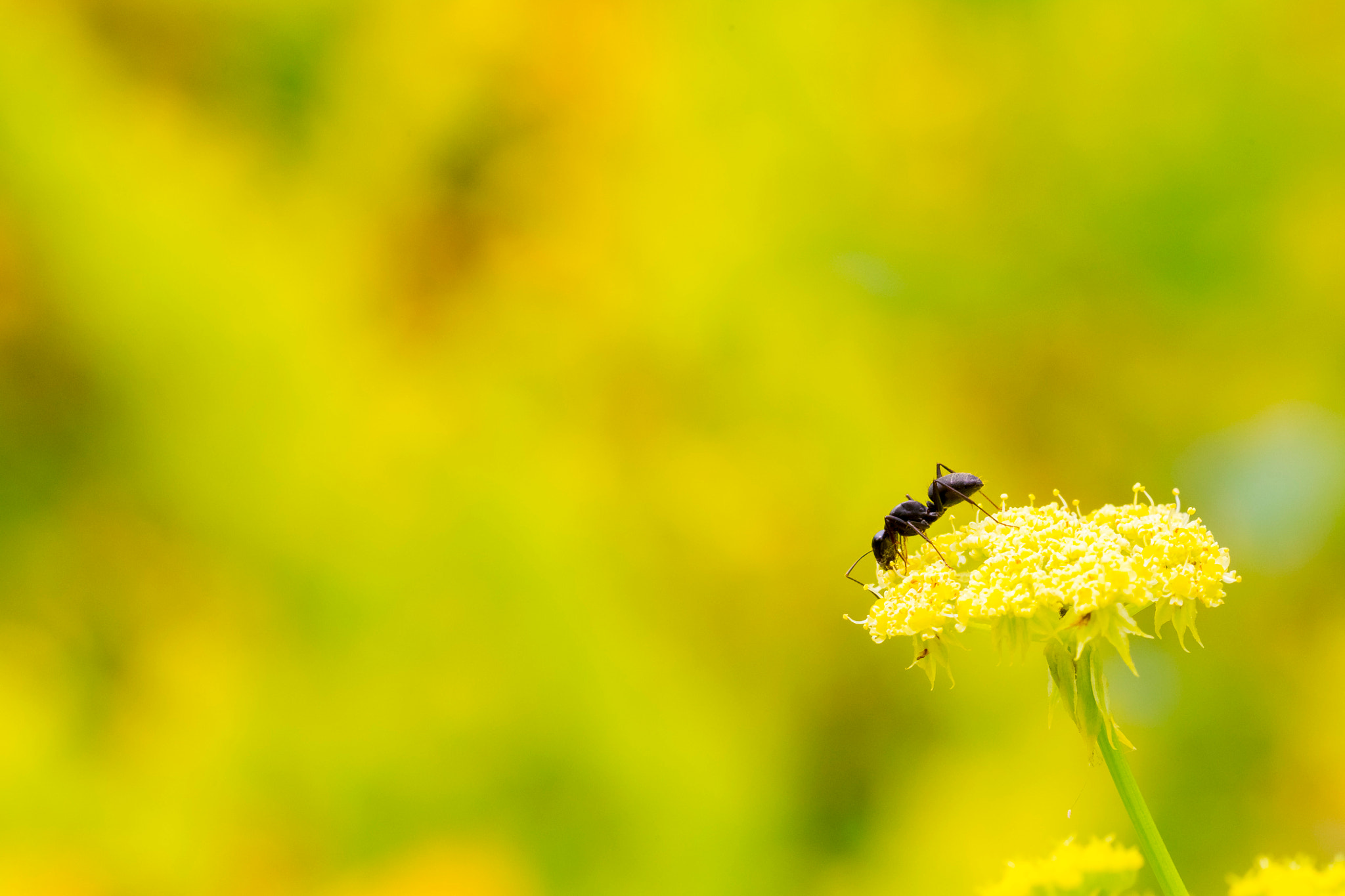 Sigma 150mm f/2.8 EX DG OS HSM APO Macro sample photo. Spring photography