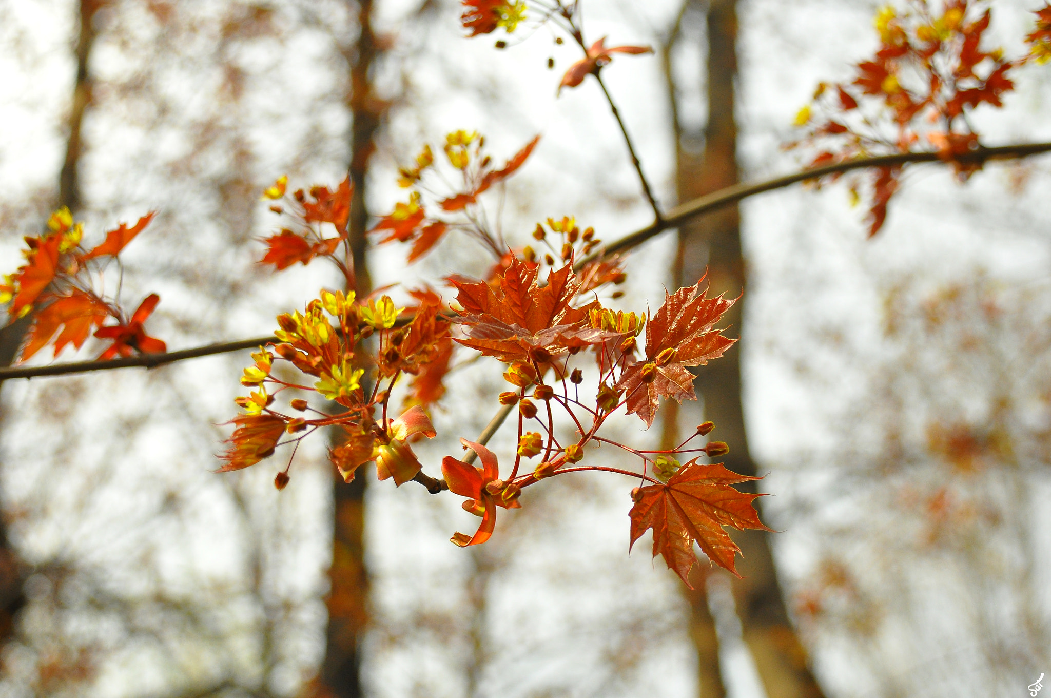 Nikon D90 + Sigma 18-200mm F3.5-6.3 DC OS HSM sample photo. Teenagers photography