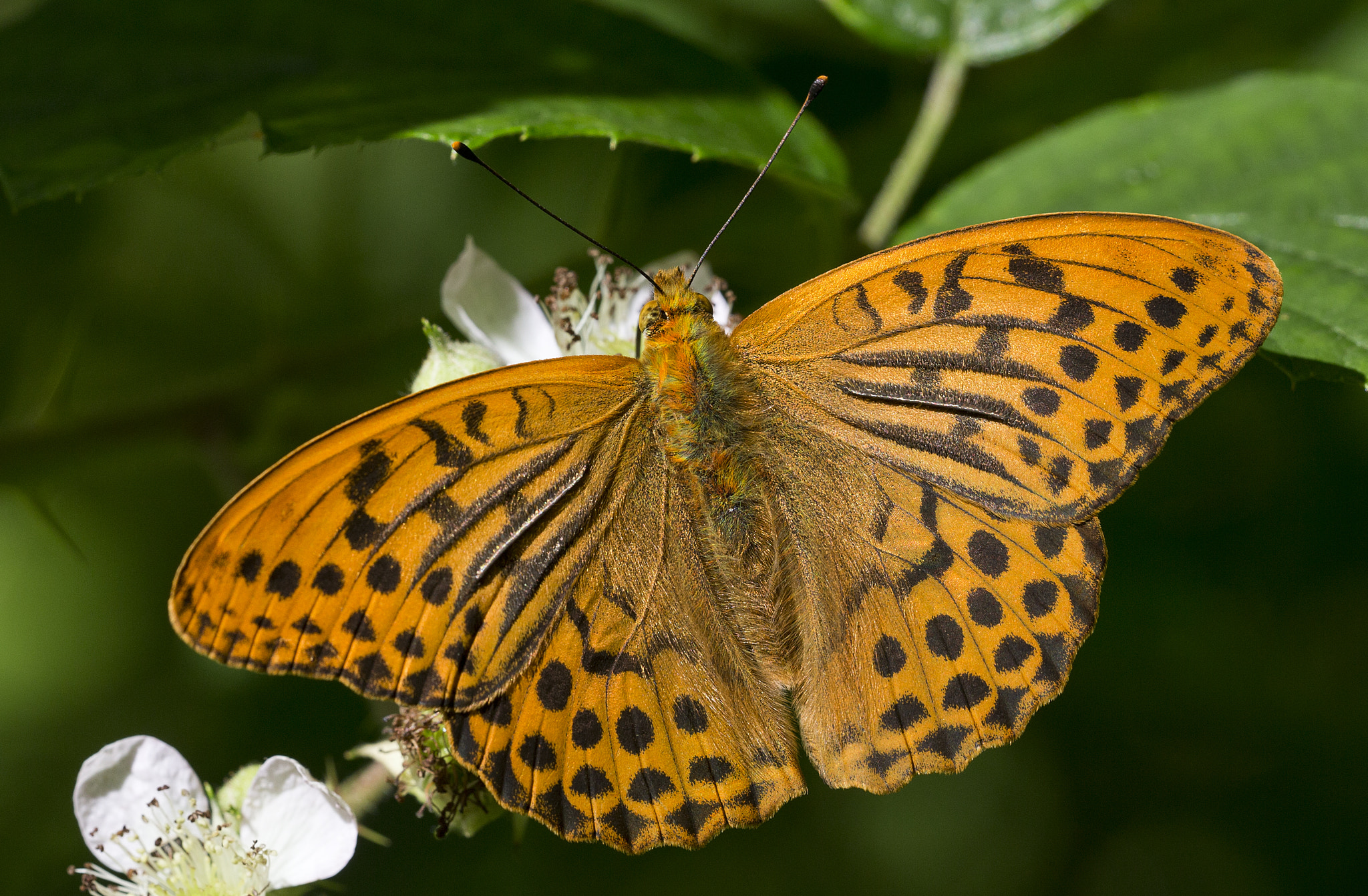 Sigma 150mm f/2.8 EX DG OS HSM APO Macro sample photo. Argynnis paphia photography