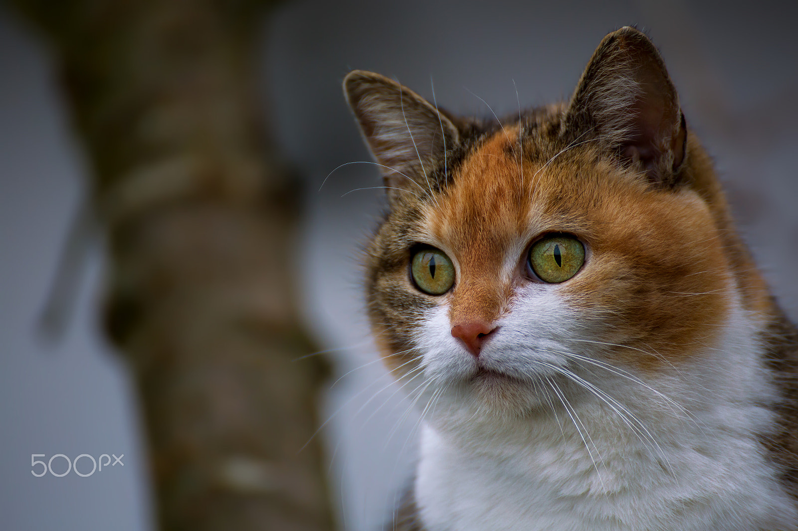 Tamron SP 35mm F1.8 Di VC USD sample photo. Maja photography