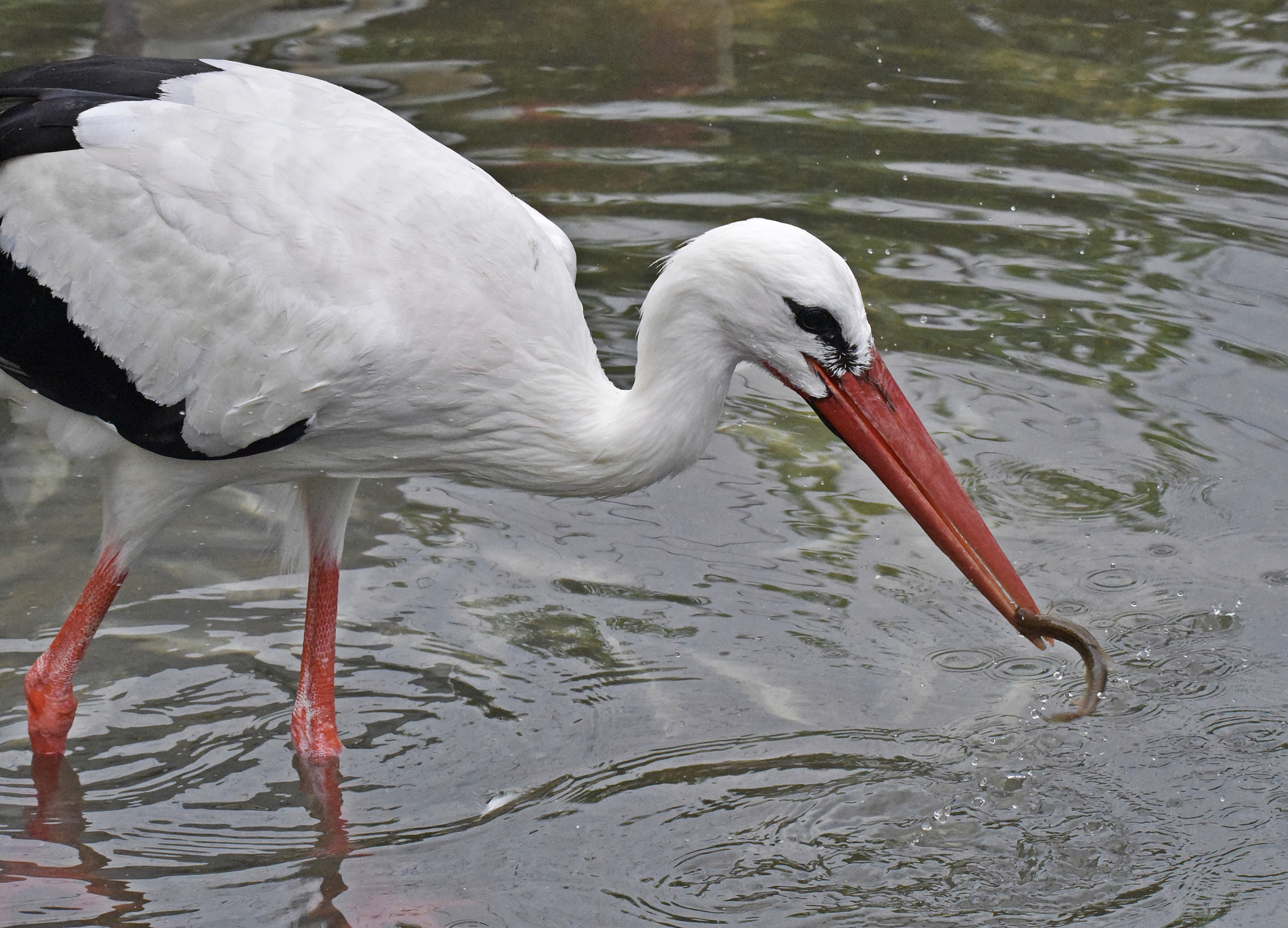 Sigma 150-600mm F5-6.3 DG OS HSM | S sample photo