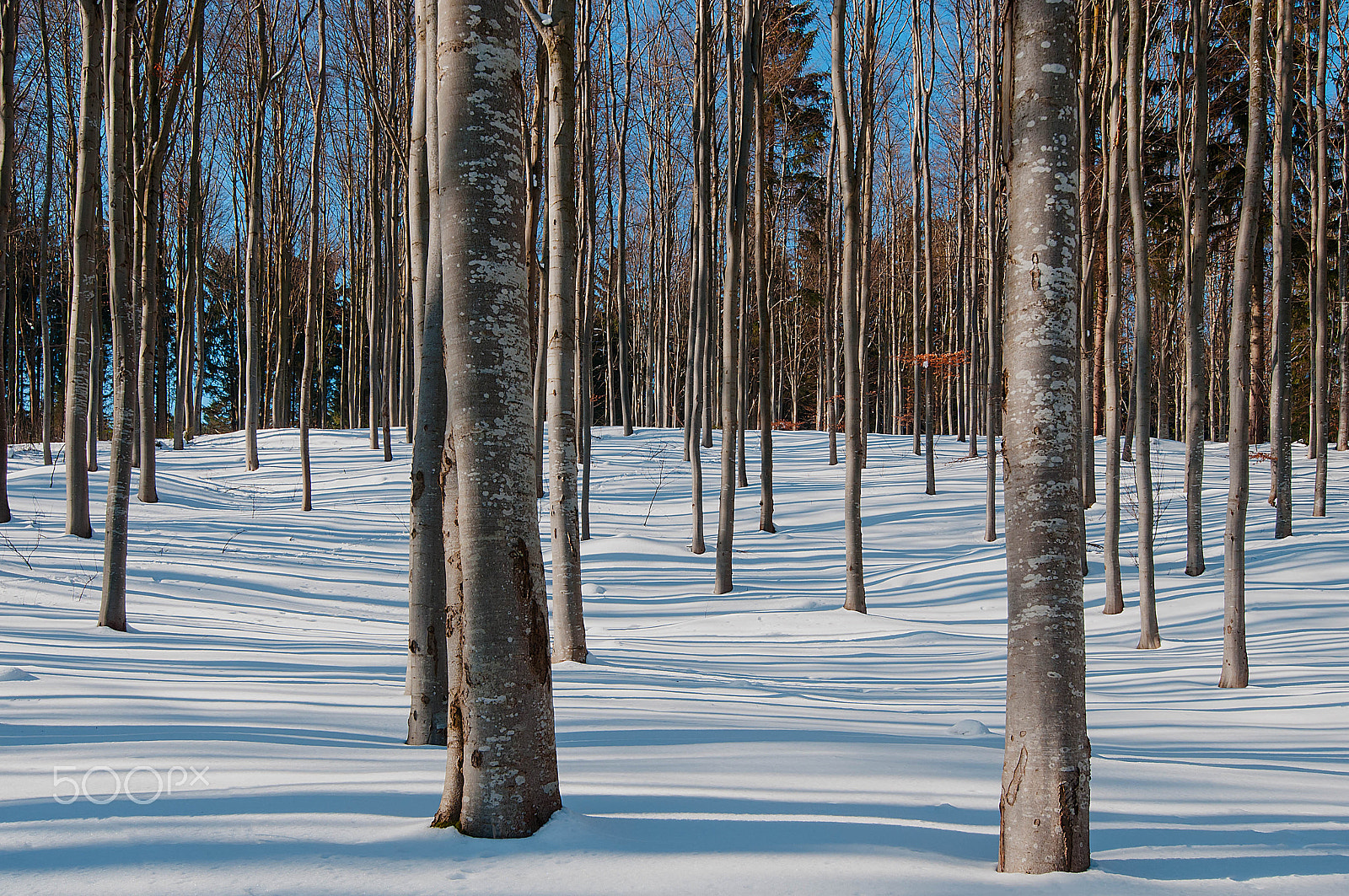 Nikon AF-S Nikkor 16-35mm F4G ED VR sample photo. Schattenwald photography