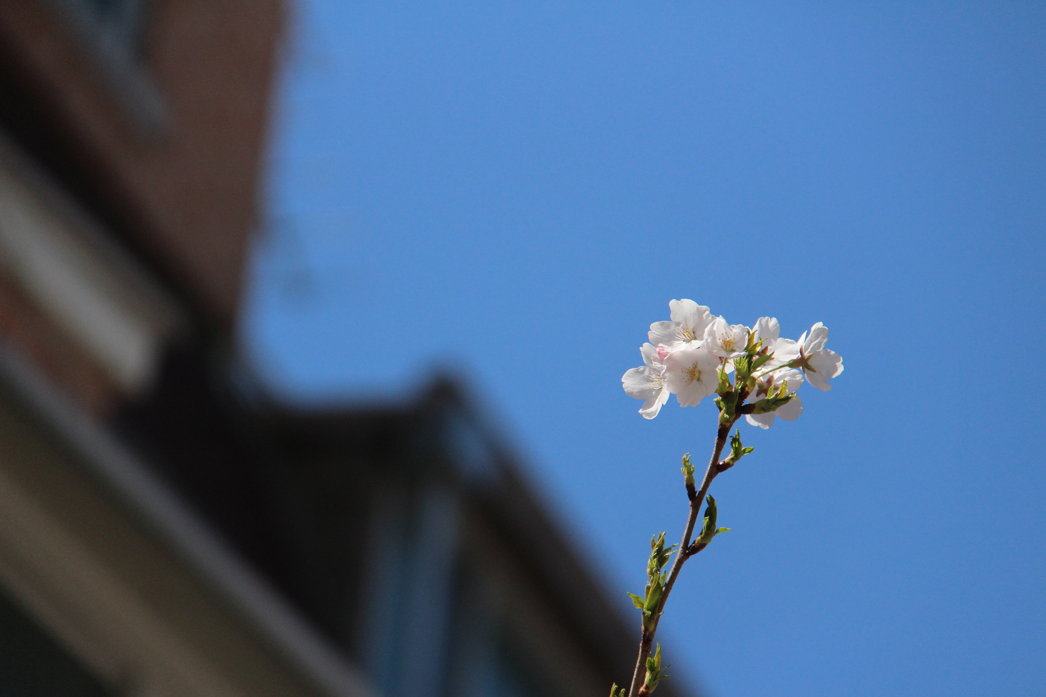 Canon EF-S 18-200mm F3.5-5.6 IS sample photo. 창가에서  바라본  예쁜  꽃과하늘```` photography