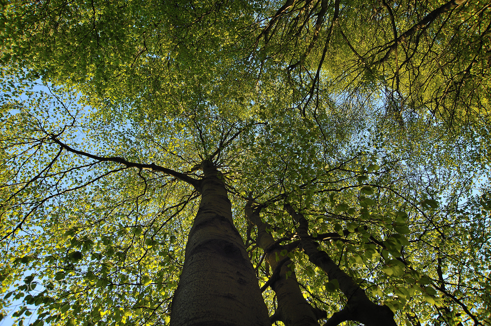Nikon D700 sample photo. Trees photography