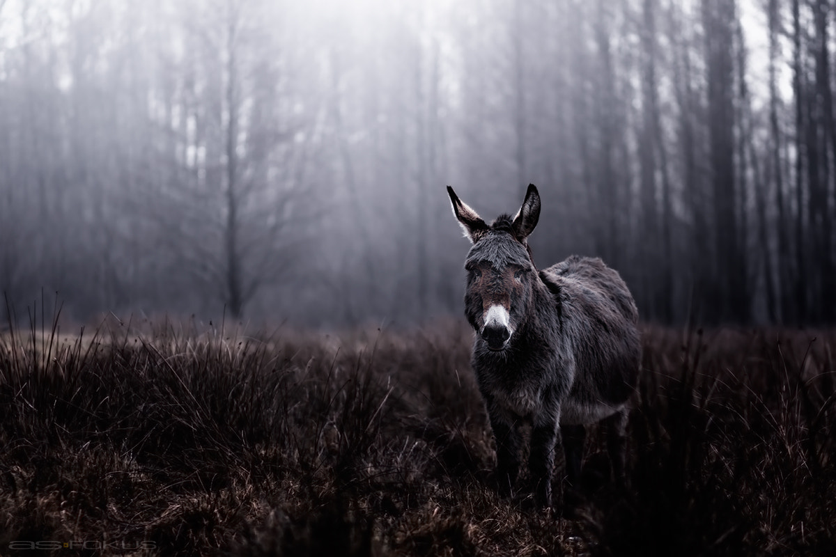 Canon EF 85mm F1.8 USM sample photo. Donkey  photography