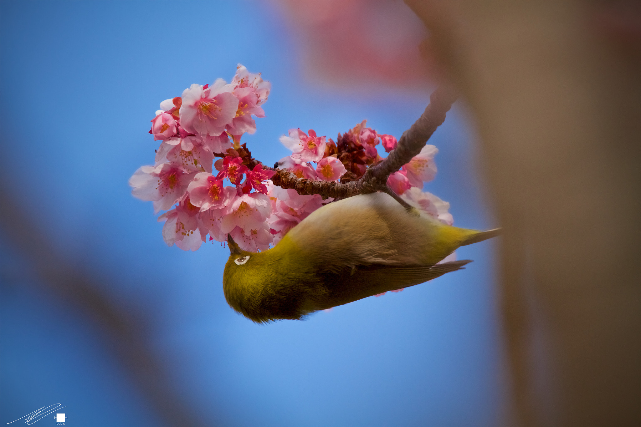 Canon EOS 7D + Sigma 50-500mm F4.5-6.3 DG OS HSM sample photo. Ready for spring photography