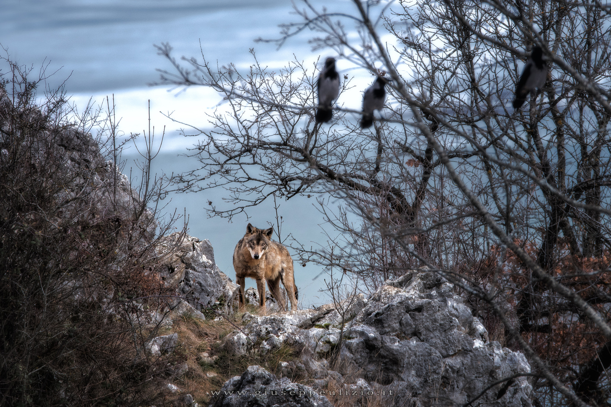 Sigma 150-600mm F5-6.3 DG OS HSM | S sample photo. Wolf photography