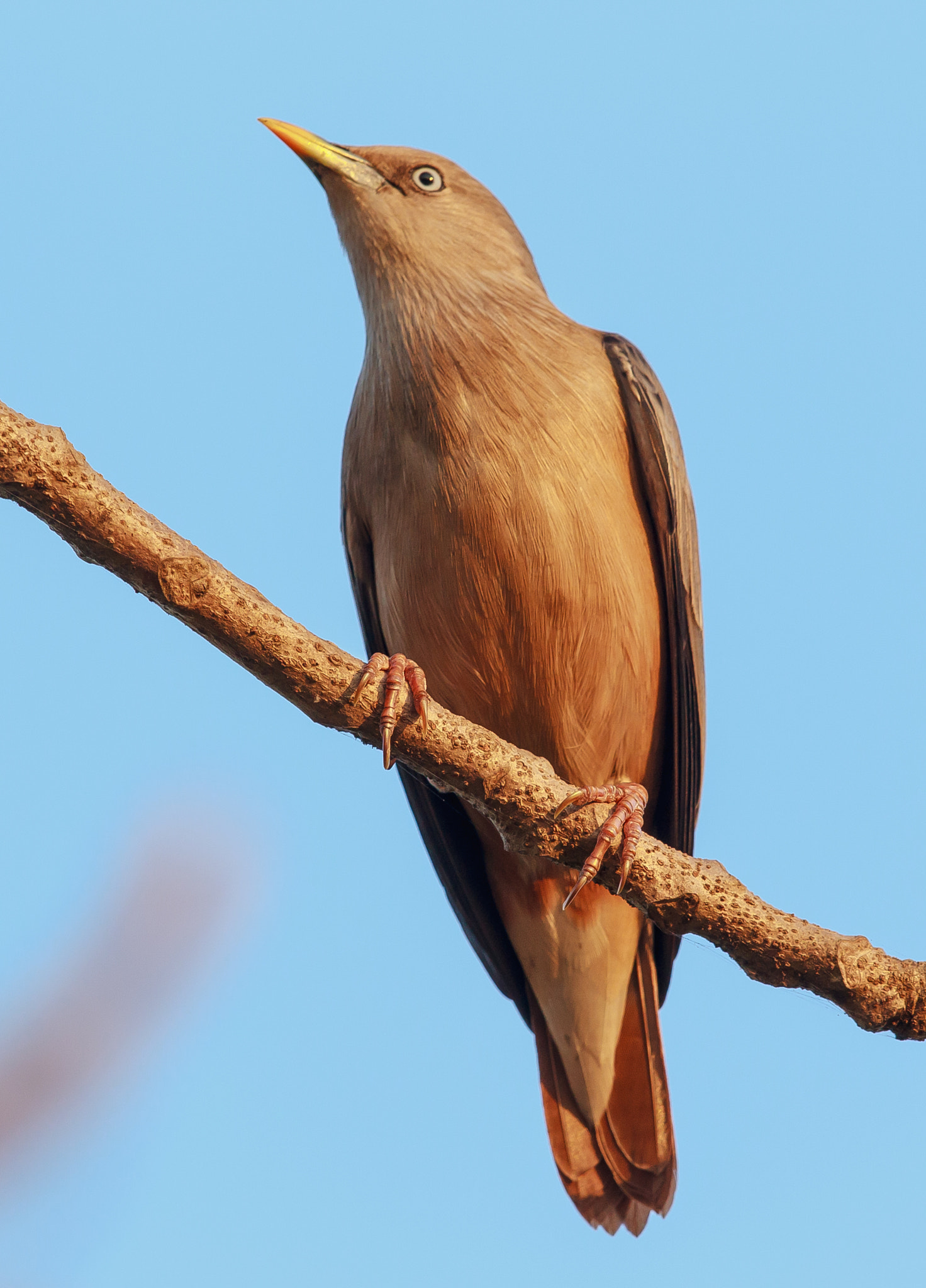 Canon EF 500mm F4L IS II USM sample photo. Chestnut-tailed starling photography