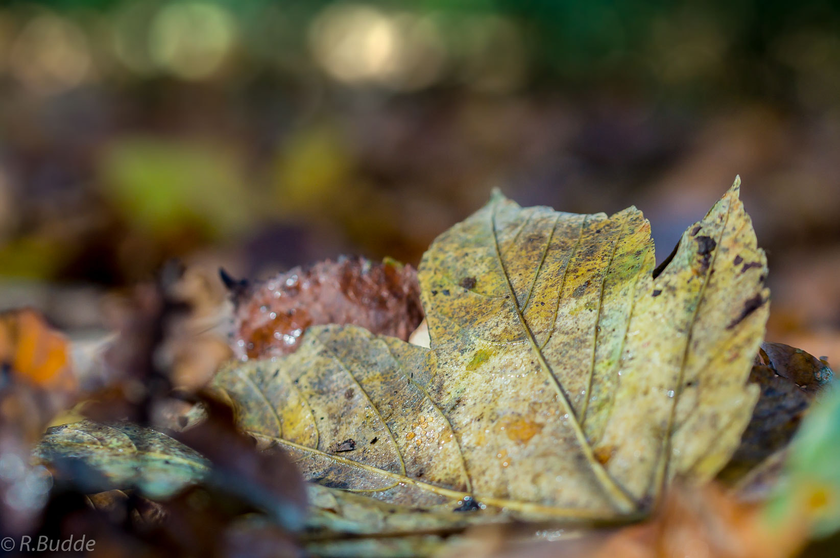Sony SLT-A57 sample photo. Last autumn photography