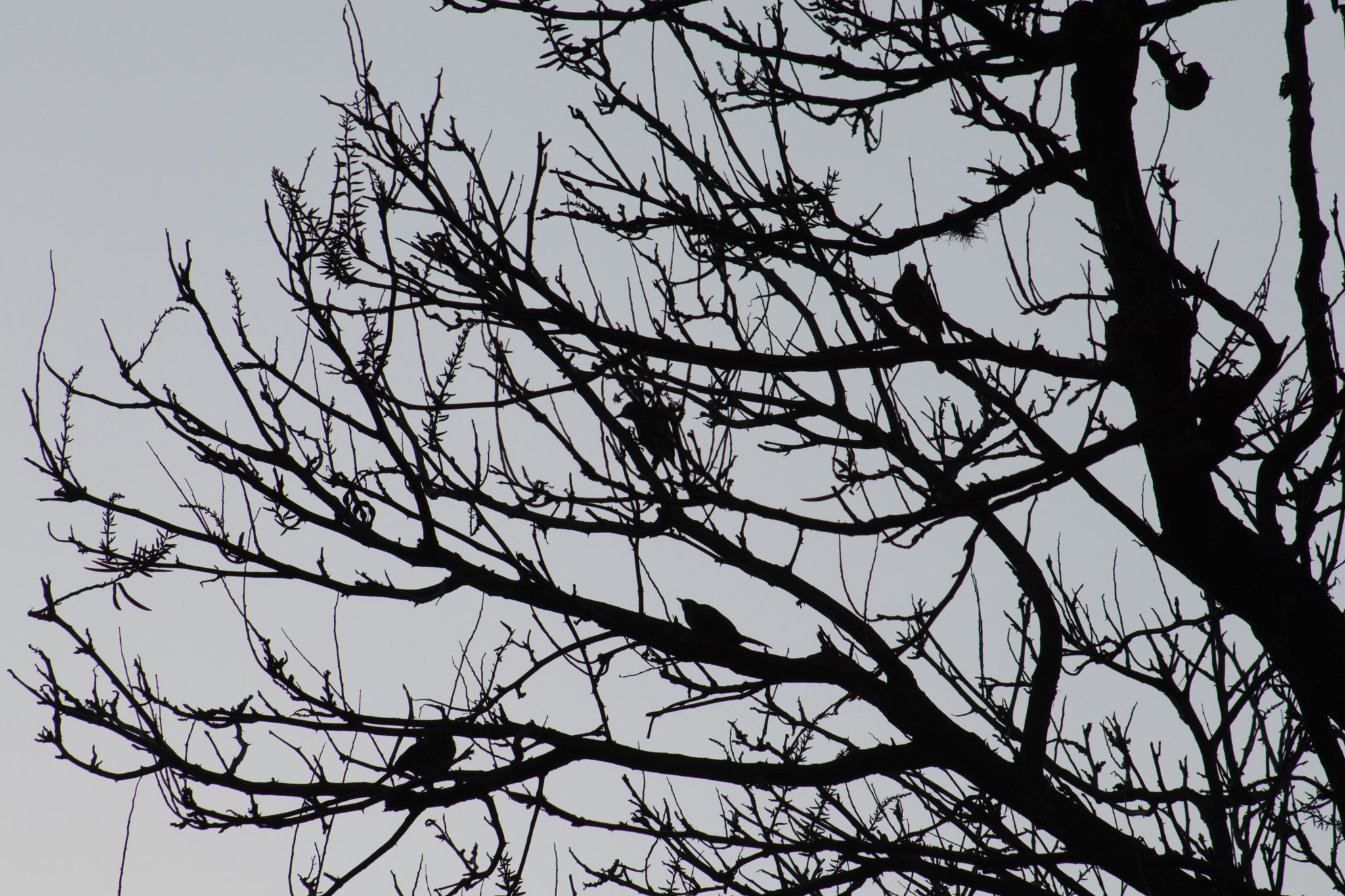 EF75-300mm f/4-5.6 sample photo. Hidden birds photography