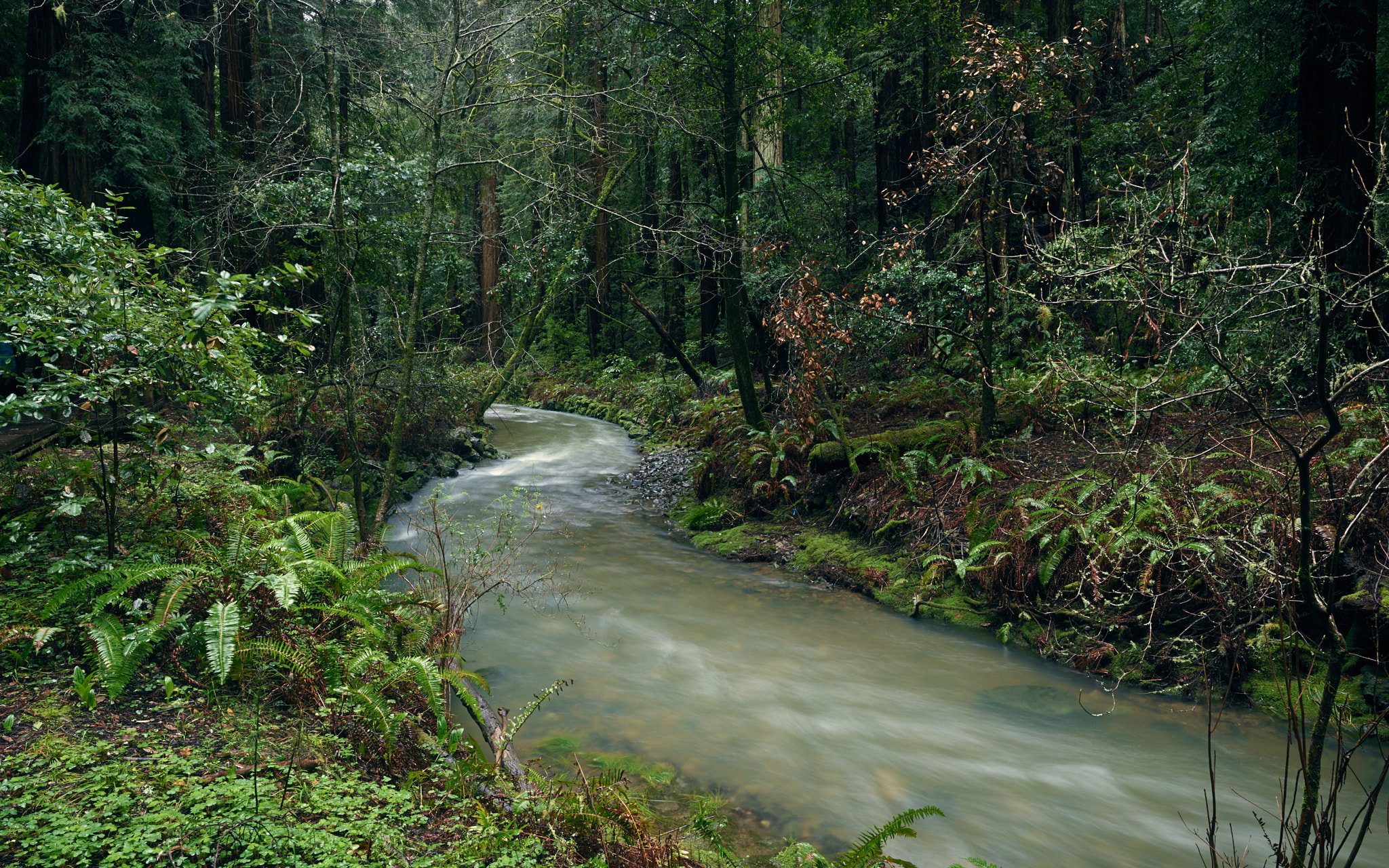 Schneider Kreuznach LS 35mm LS f/3.5 sample photo. Forest river photography