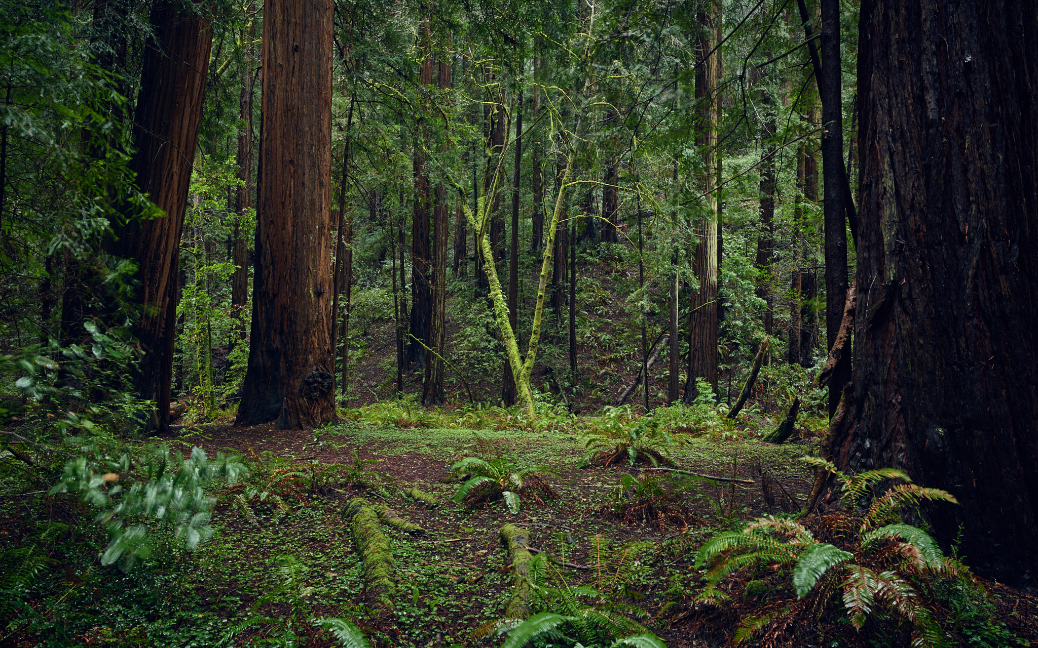 Schneider Kreuznach LS 35mm LS f/3.5 sample photo. Muir woods photography