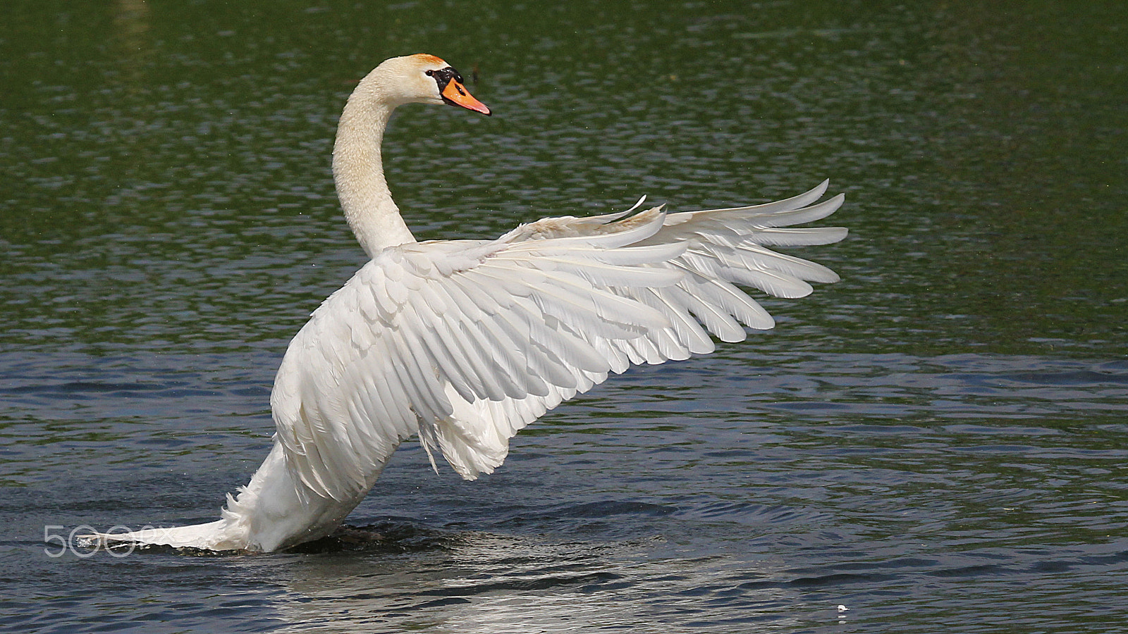 Canon EF 100-400mm F4.5-5.6L IS USM sample photo. Choirmaster photography