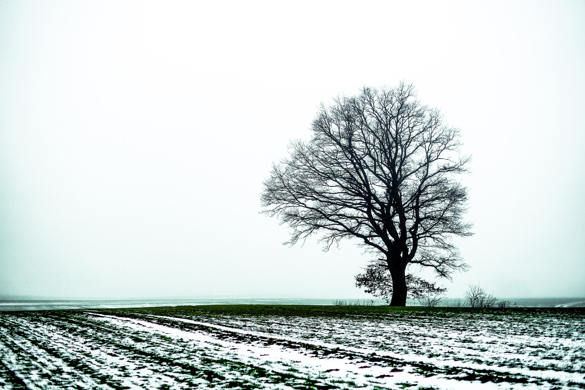 Sony a99 II + Minolta AF 50mm F1.4 [New] sample photo. Tree green fog  photography