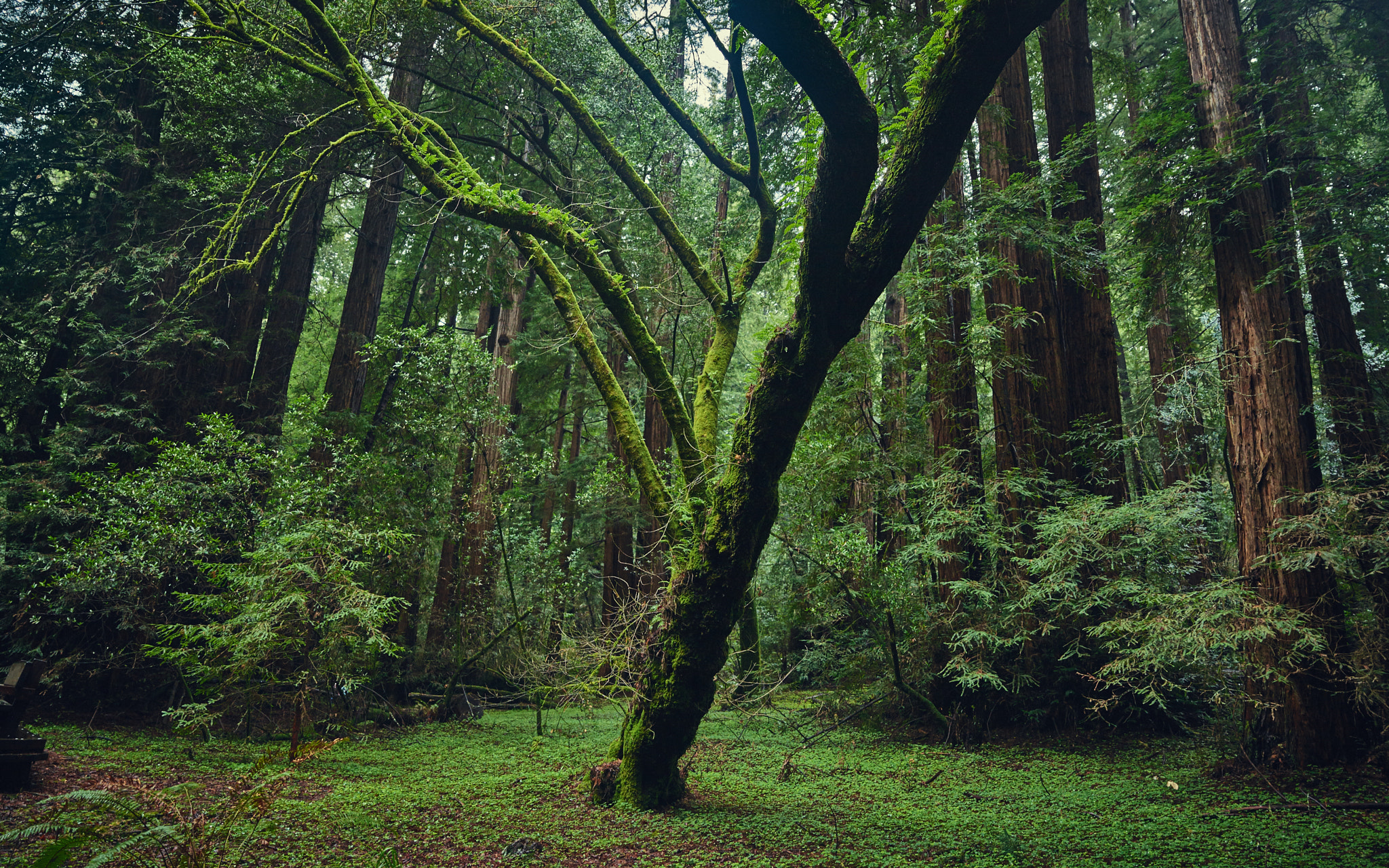 Phase One IQ3 100MP + Schneider Kreuznach LS 35mm LS f/3.5 sample photo. Muir woods photography