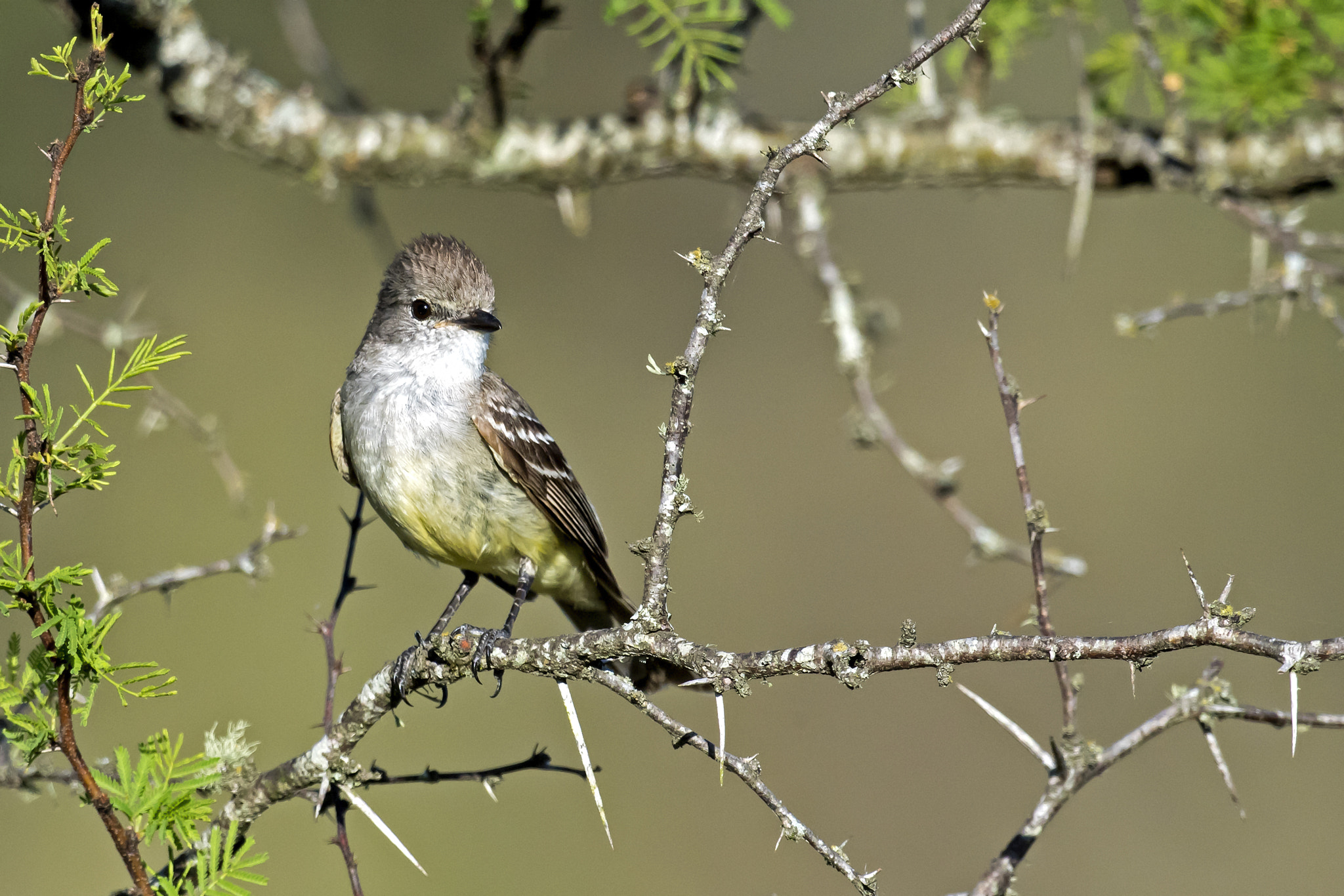 Nikon AF-S Nikkor 800mm F5.6E FL ED VR sample photo. Southern scrub-flycatcher photography