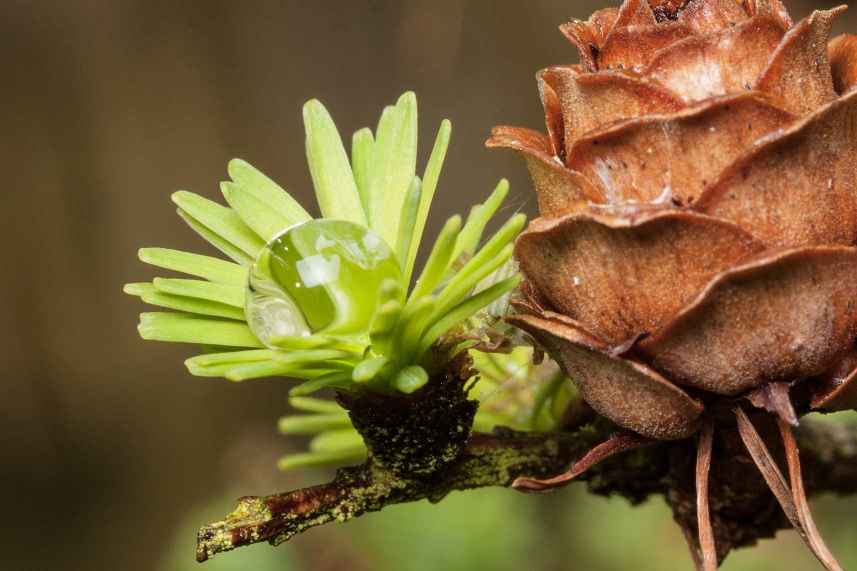 Canon EOS 40D + Canon EF 100mm F2.8 Macro USM sample photo. Morning dew photography