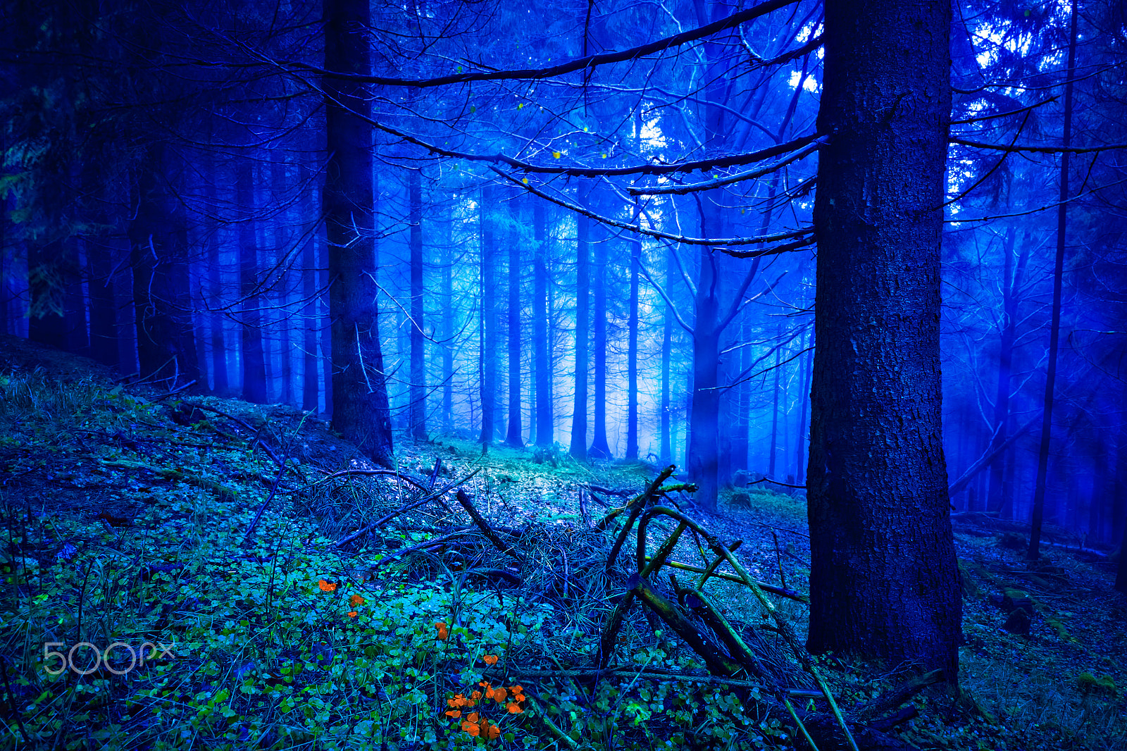 Canon EOS 5D + Canon EF 28mm F2.8 sample photo. The nightly forest photography