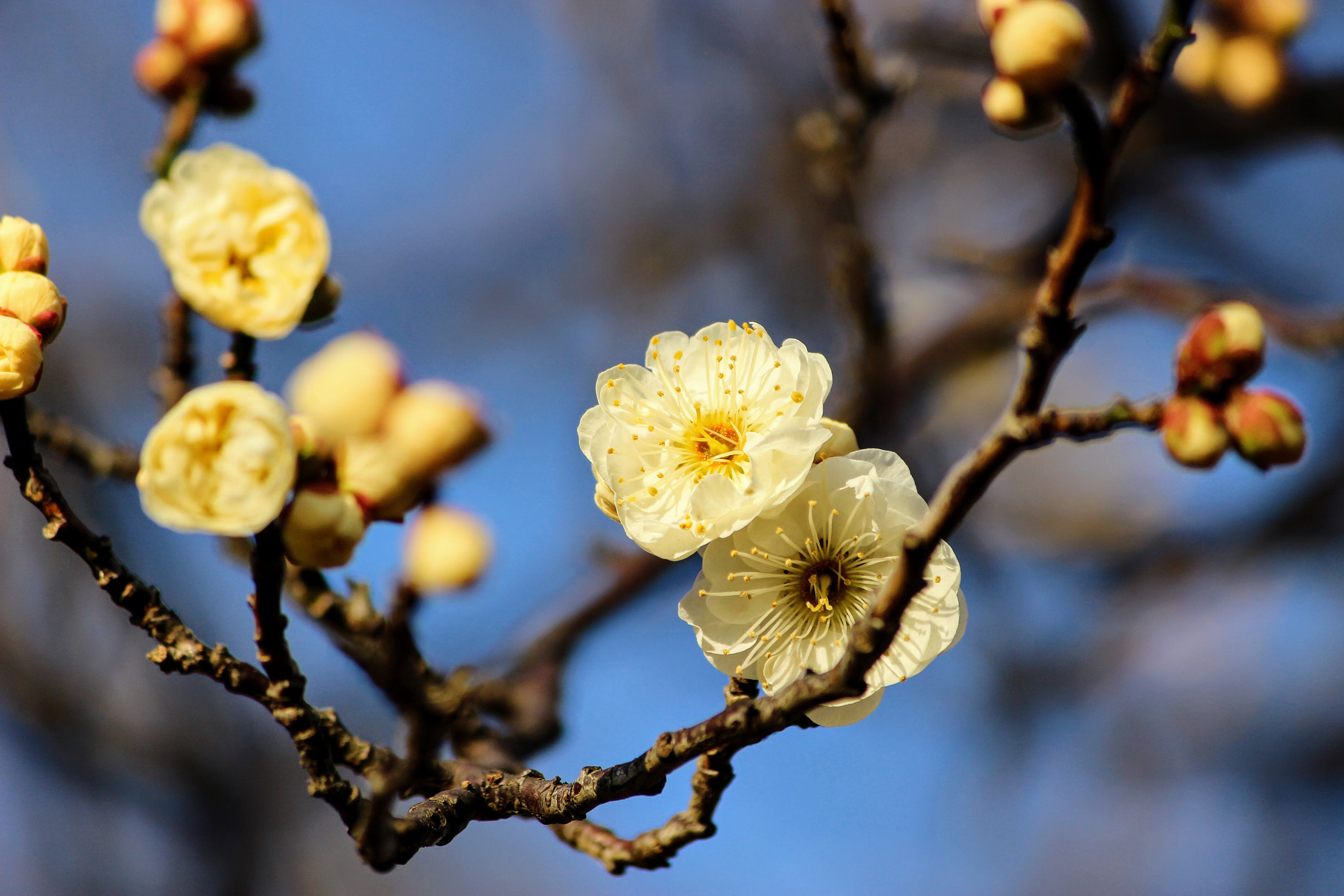 Canon EOS 100D (EOS Rebel SL1 / EOS Kiss X7) sample photo. うめ photography