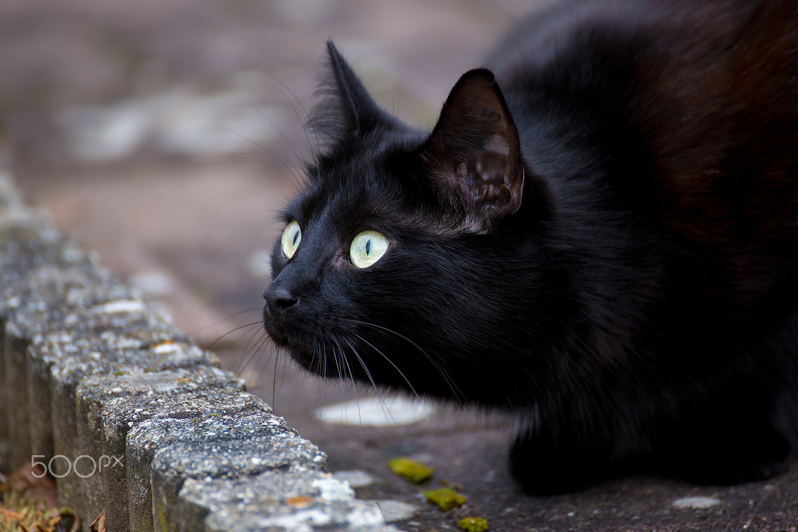 Tamron SP 35mm F1.8 Di VC USD sample photo. Fips photography