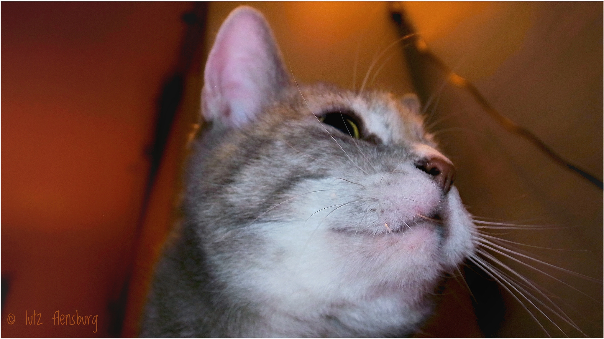 Ricoh GR DIGITAL 4 sample photo. #katze #kätzchen #macrophotography photography