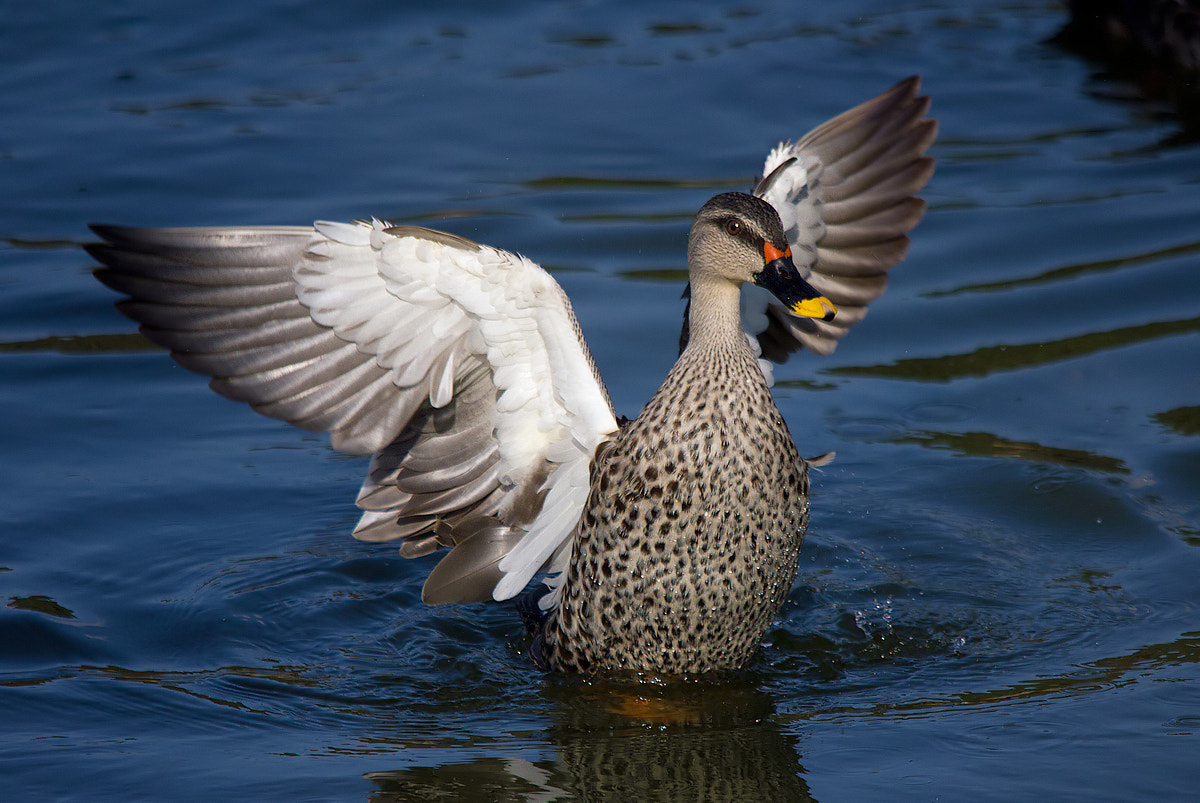 Canon EOS 550D (EOS Rebel T2i / EOS Kiss X4) + Sigma 150-500mm F5-6.3 DG OS HSM sample photo. Spot-billed duck photography