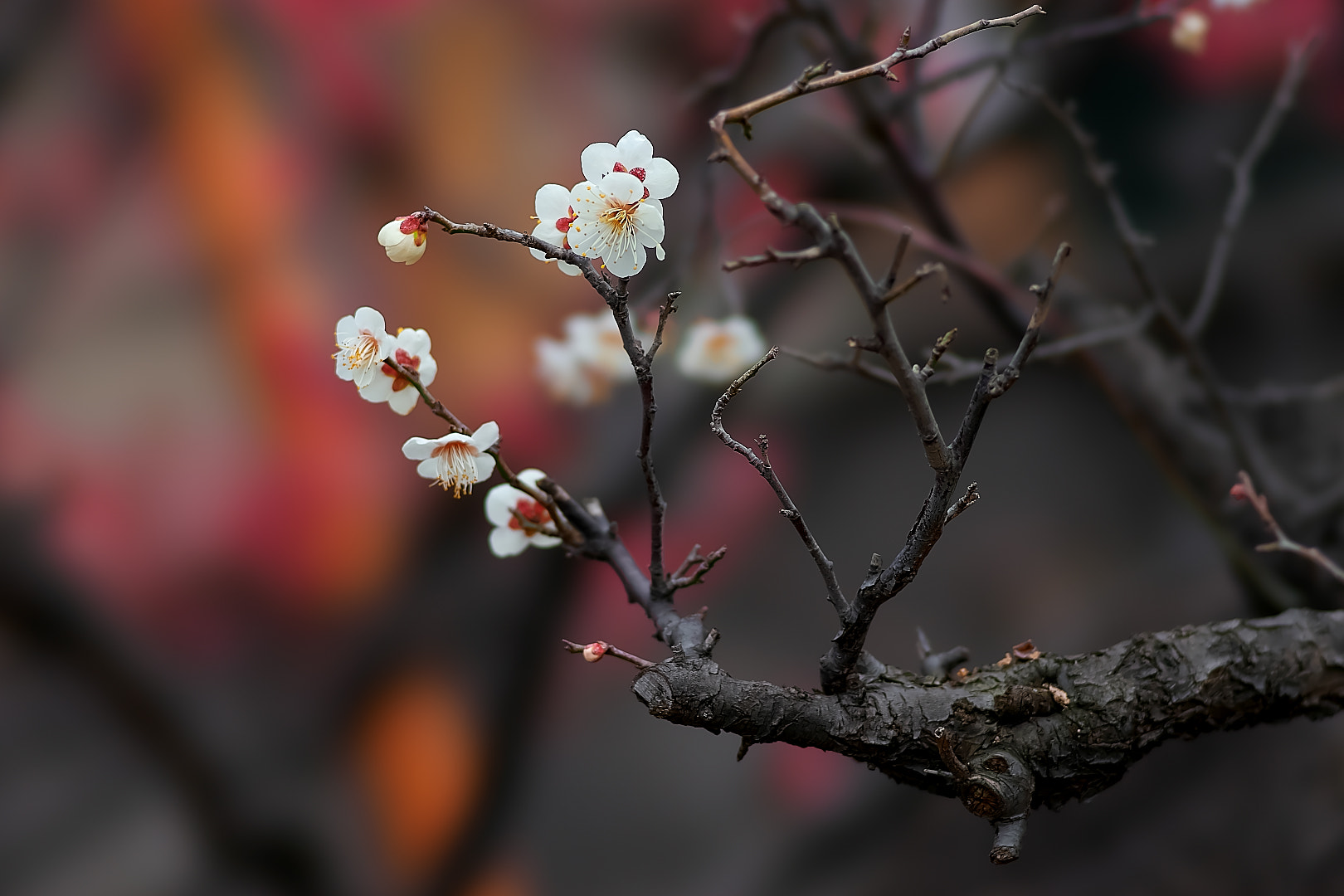 Sony a7 + 135mm F2.8[T4.5] STF sample photo. White plum 2 photography