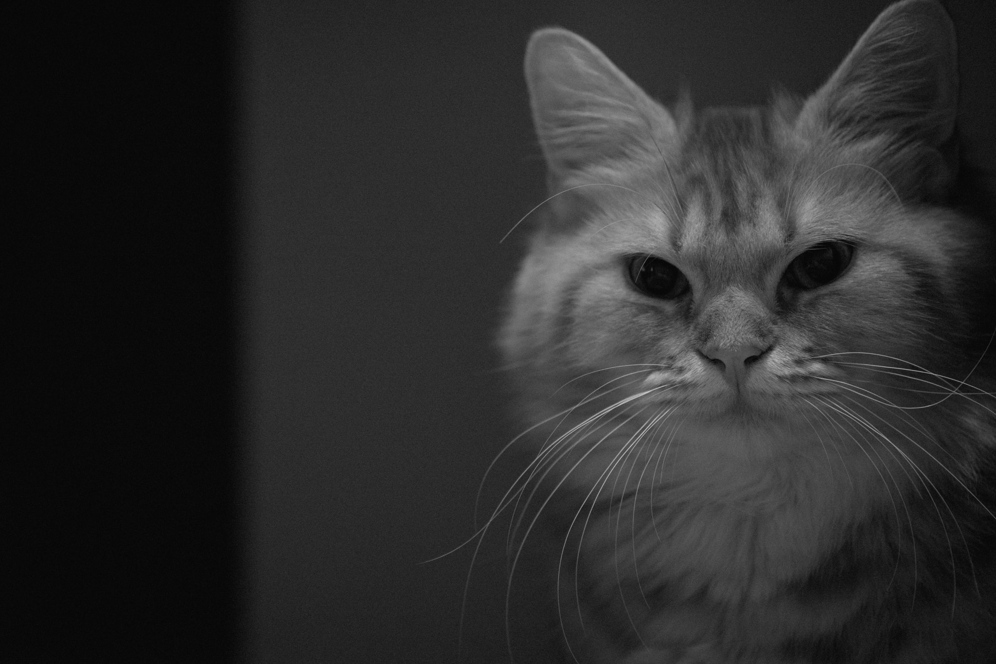 Sony a7 + Sony FE 70-200mm F4 G OSS sample photo. Handsome photography