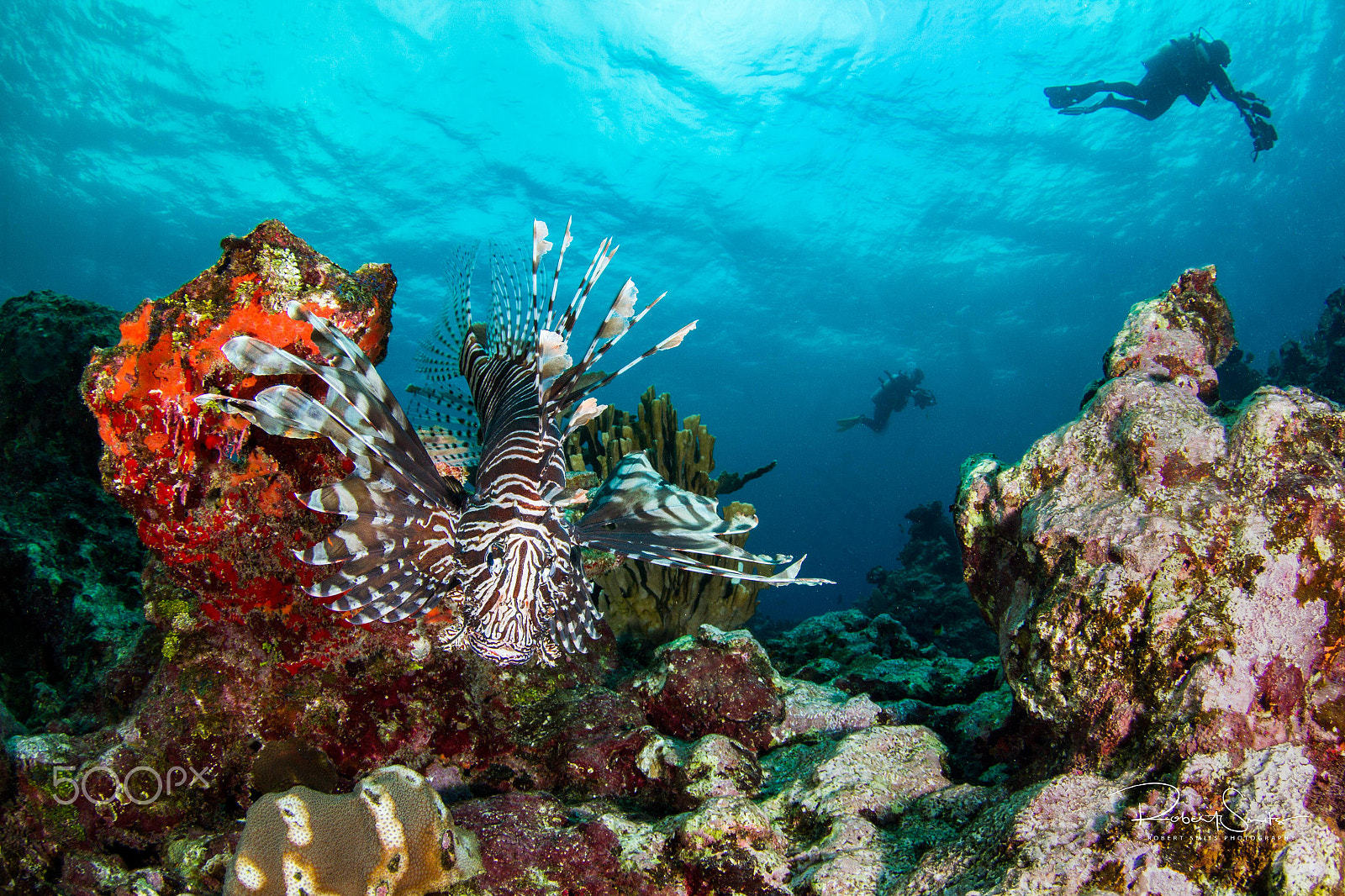 Canon EOS 7D + Tokina AT-X 10-17mm F3.5-4.5 DX Fisheye sample photo. Lionfish in the caribbean photography