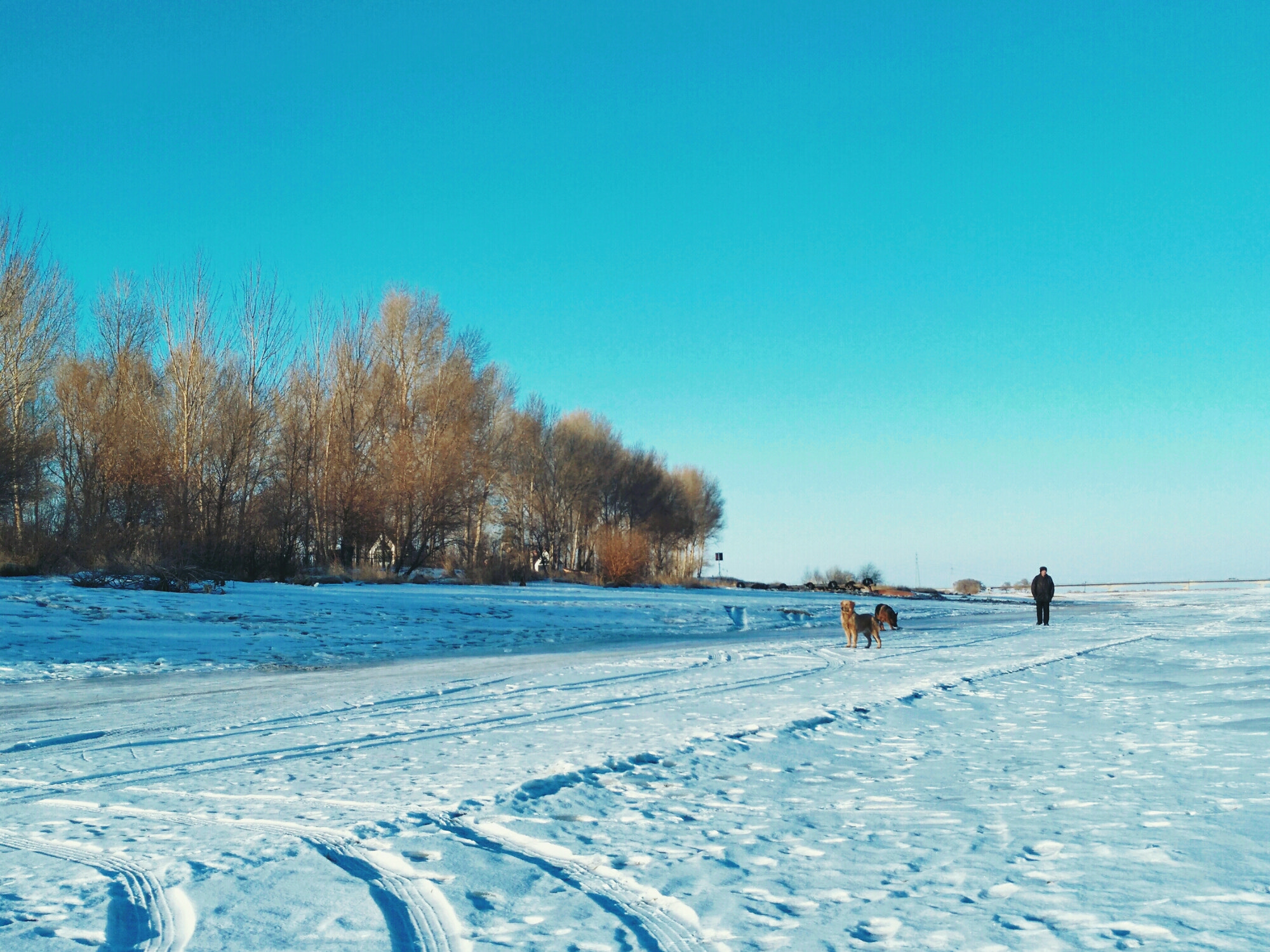 nubia Z11 MINI sample photo. The sky,the dogs,the man photography