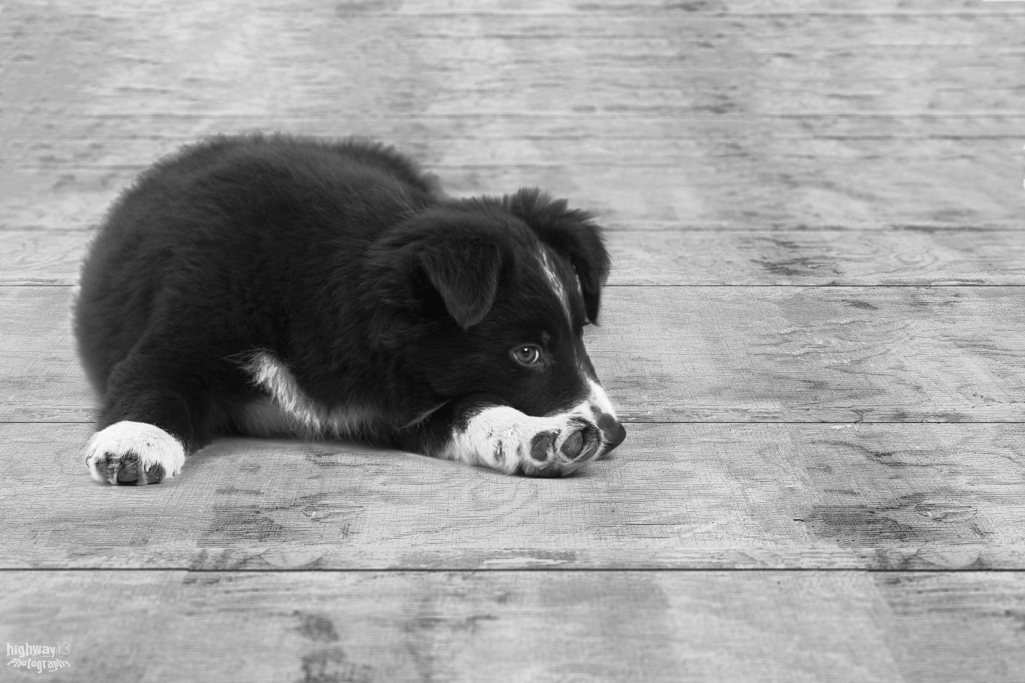 Canon EF 70-200mm F2.8L IS USM sample photo. Damon - 8 weeks old photography